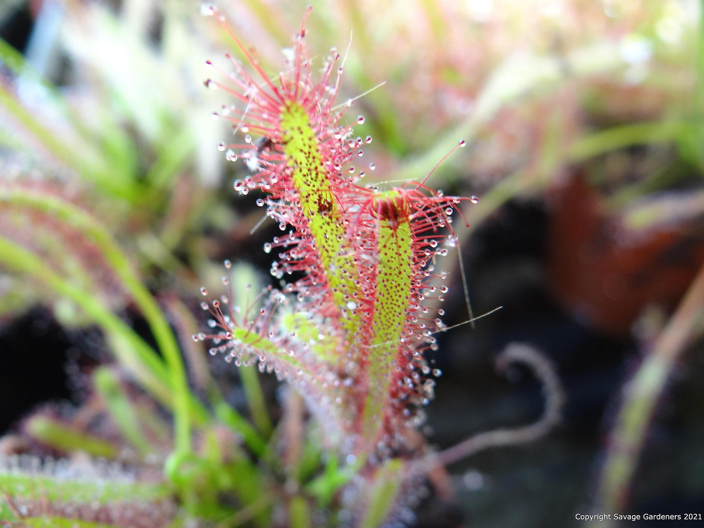 Large Carnivorous Cape Sundew (Drosera capensis Typical) Plant, Beginner Friendly Large Live Flowering Size