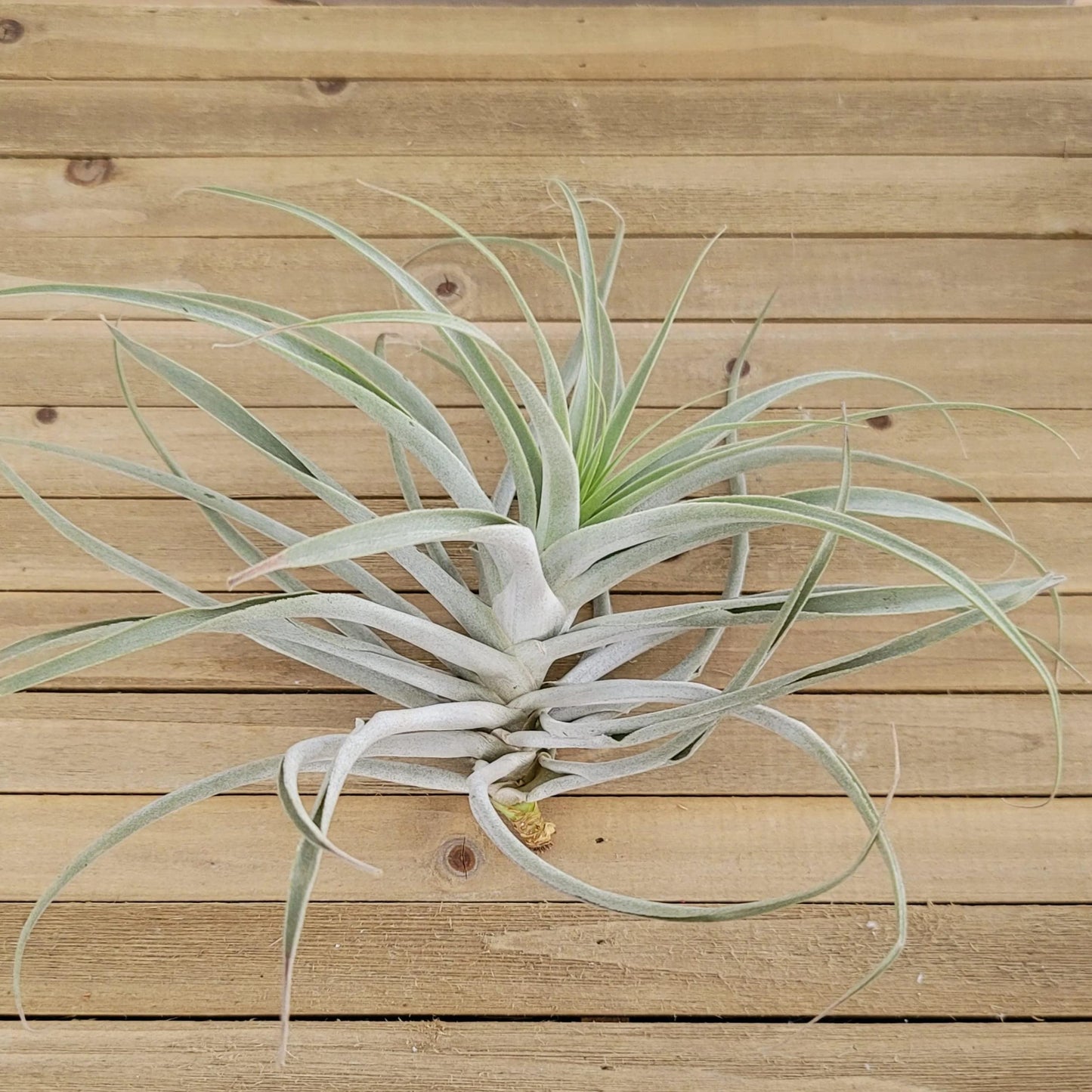 Tillandsia Cacticola Large