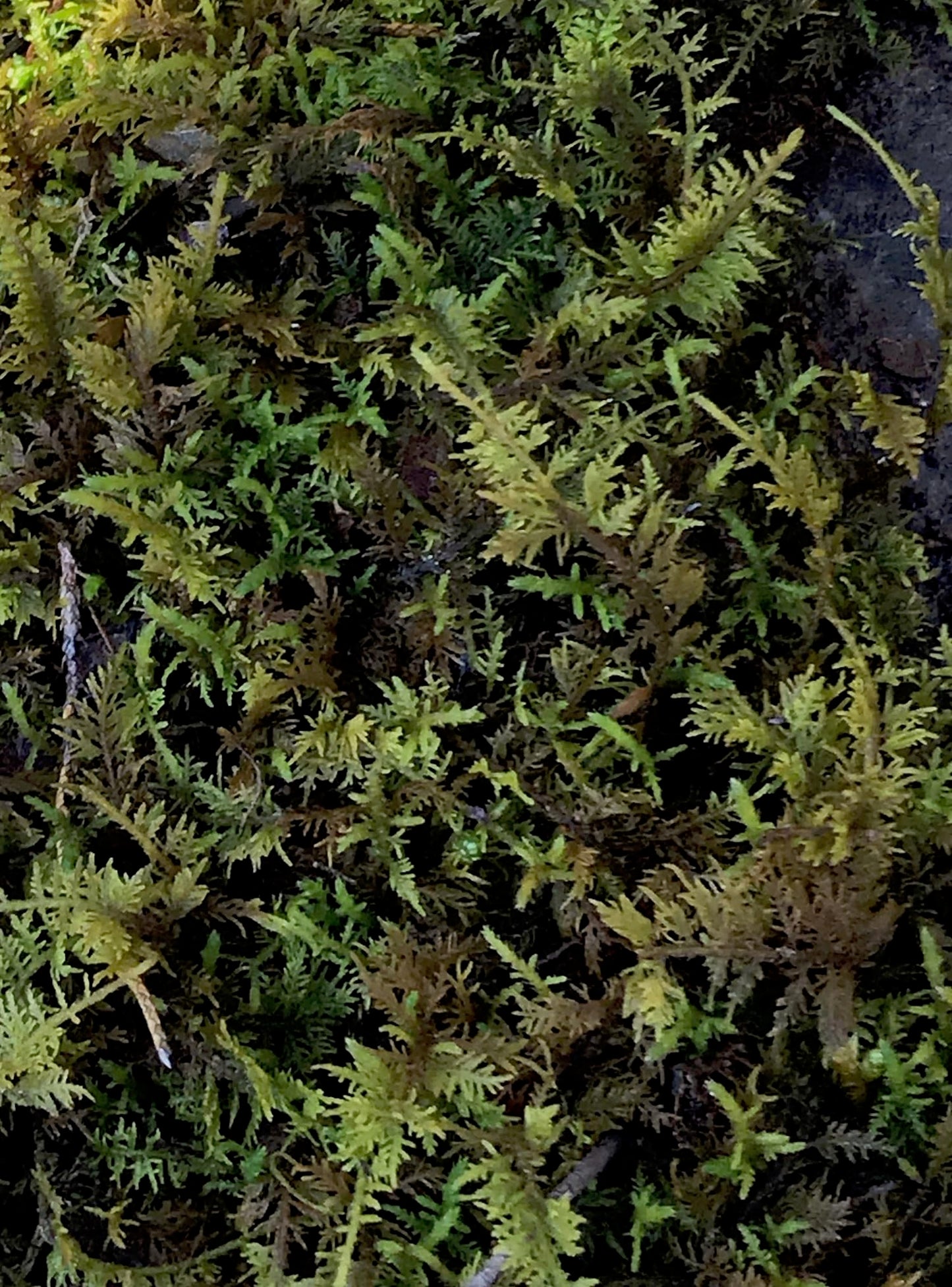 Living Mixed Moss Perfect for terrariums, Bonsai and kokedamas 9"x12" Sheet