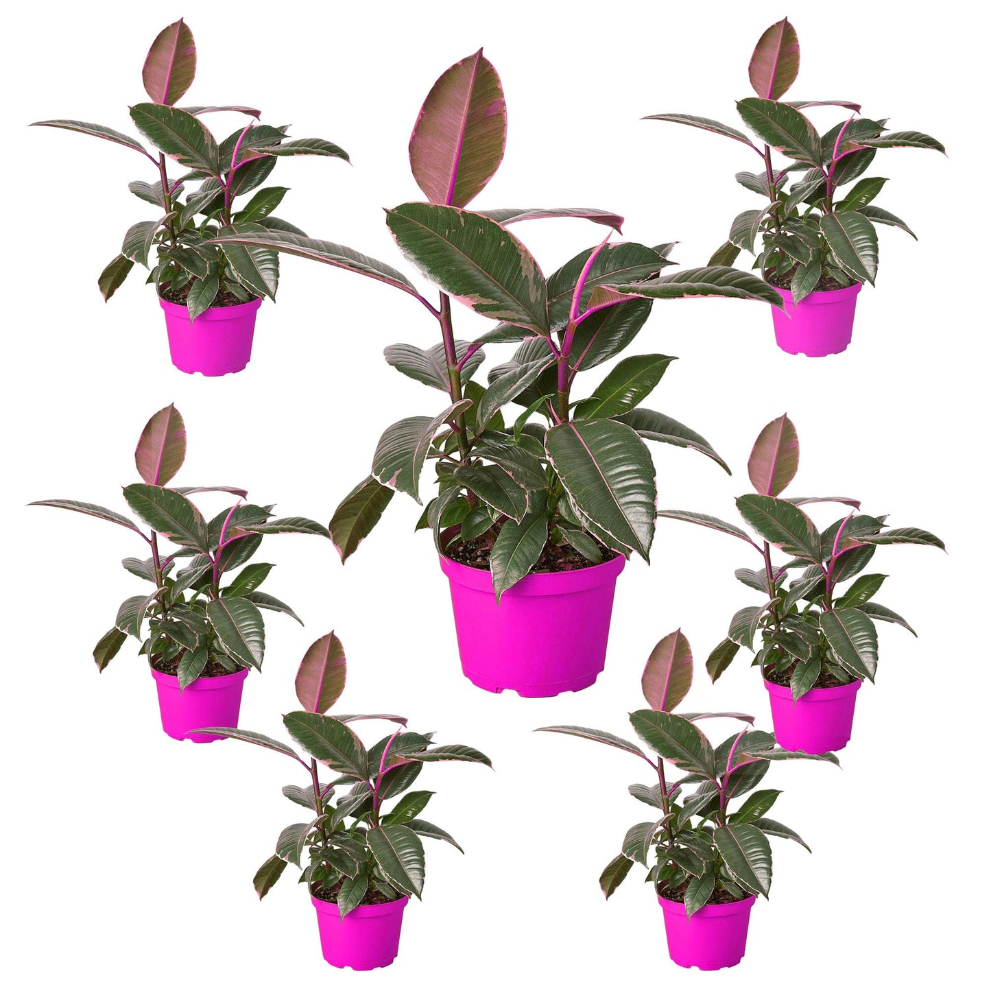 7 Pack Ficus Elastica 'Tineke' in 4in Pot - Live Plants Tropical Houseplants | Variegated | USA Growers | The Snobby Leaf