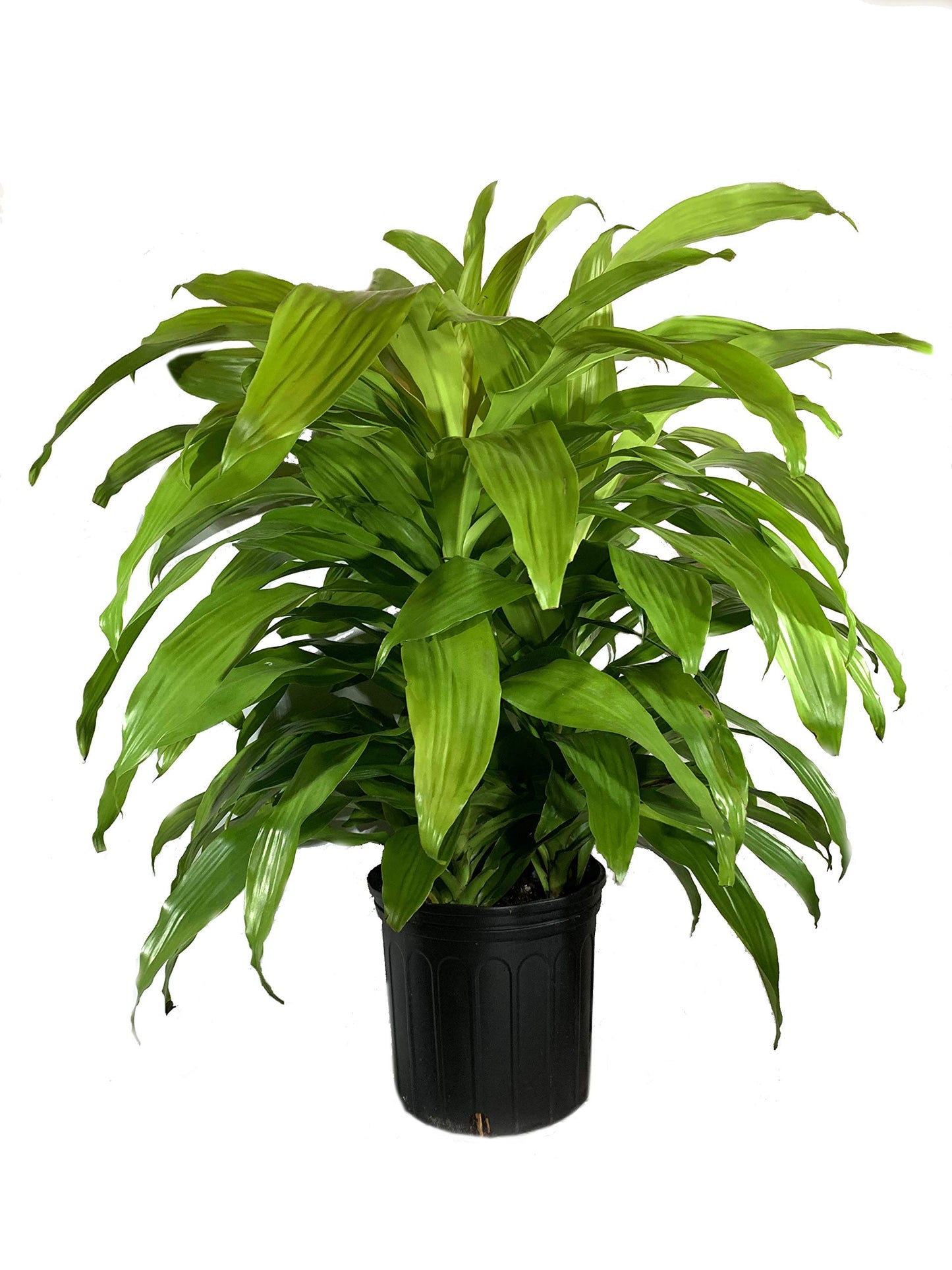 Dracaena Lime Light - Live Plant in an 10 Inch Growers Pot - Dracaena Fragrans 'Limelight' - Beautiful Indoor Air Purifying Houseplant