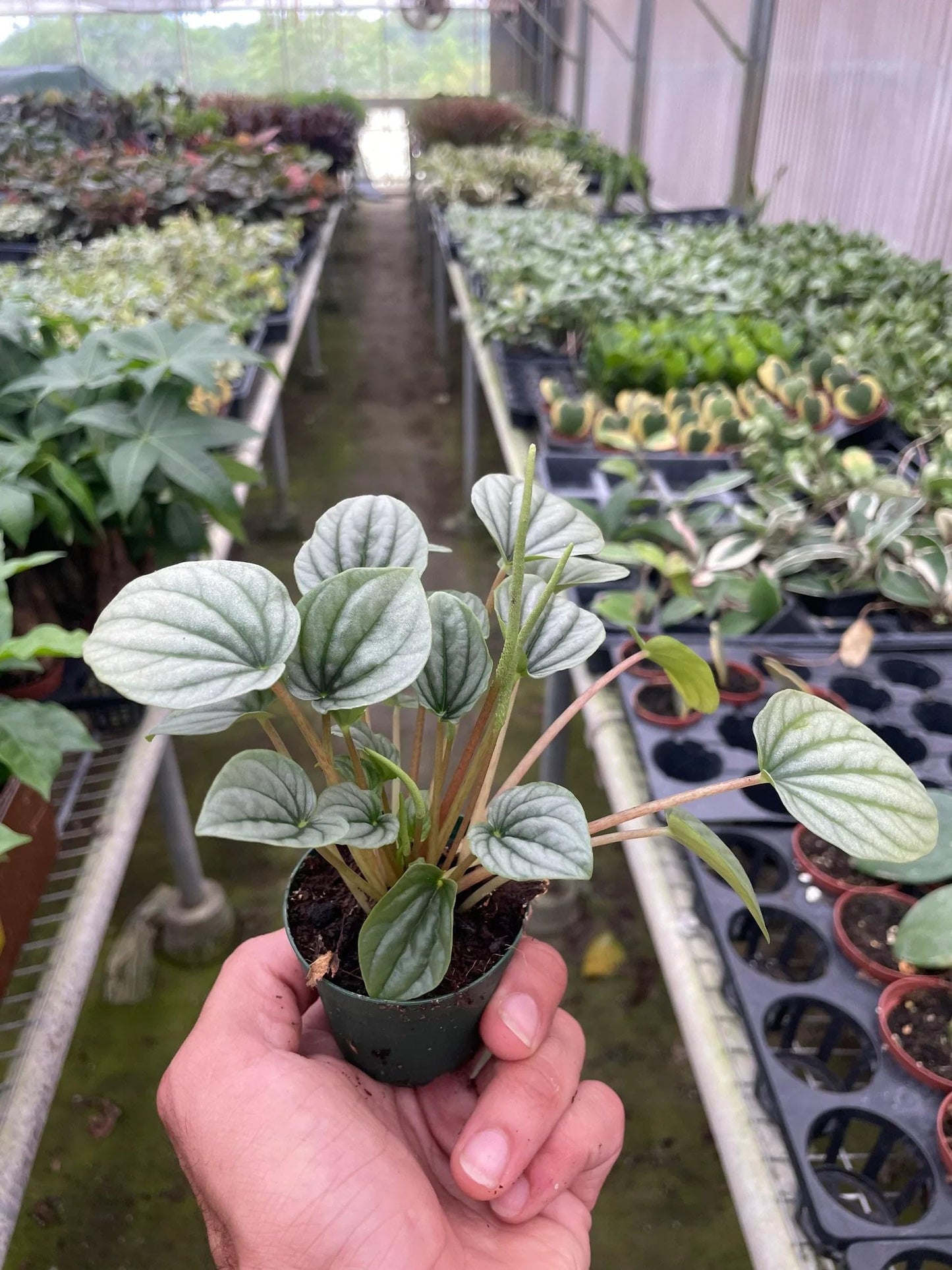Peperomia 'Frost' | Live Plant for Indoor & Outdoor | for Living Room, Office, Bathroom | (4" Pot)