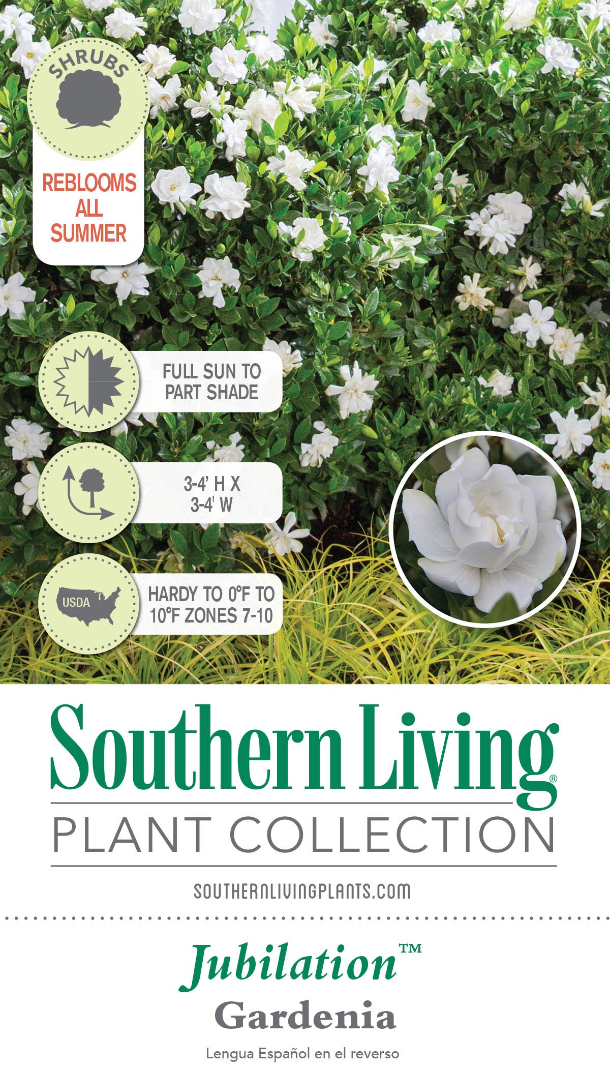 Jubilation Gardenia (2 Gallon) Flowering Evergreen Shrub with Fragrant White Blooms - Full Sun to Part Shade Live Outdoor Plant/Bush - Southern Living Plants