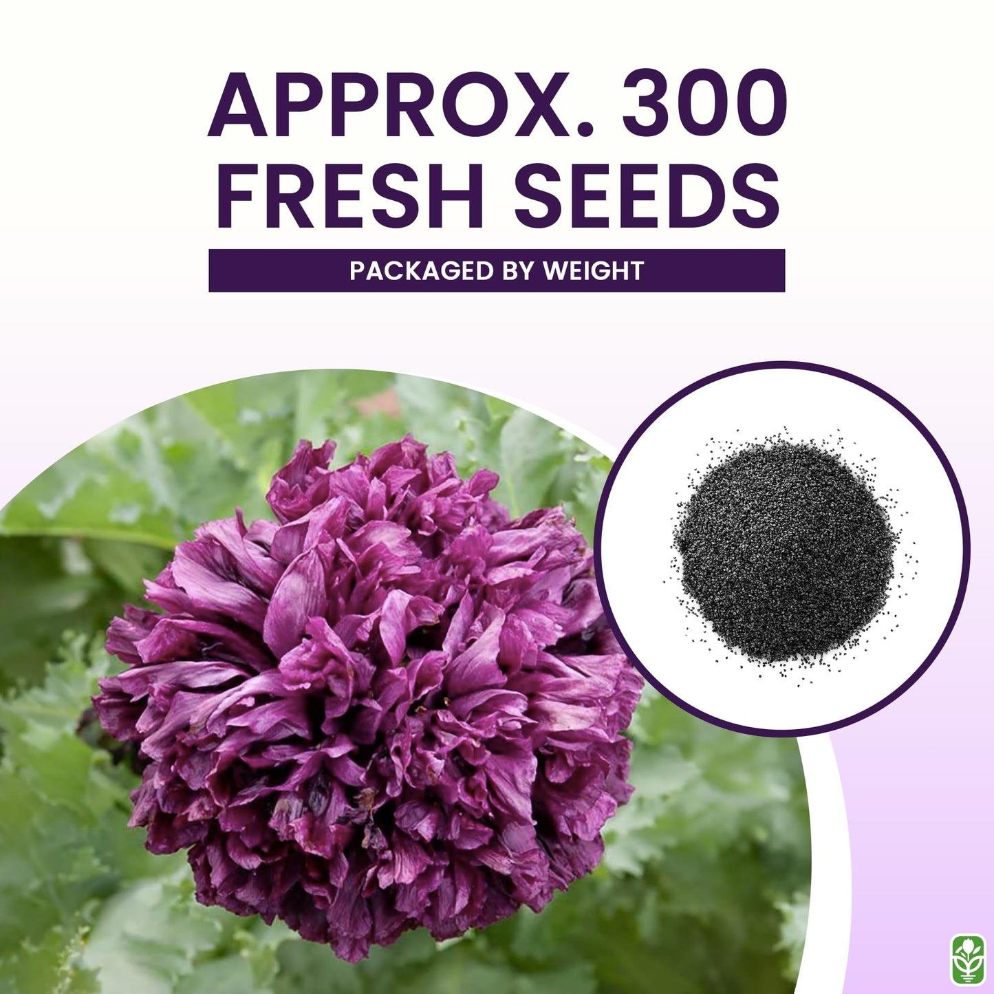 Black Beauty Poppy Seeds for Planting - 300 Fresh Flower Seeds - Tall Dark Purple Wildflower Seeds to Plant Outside - Re-Seeding Annual - Grown in The USA