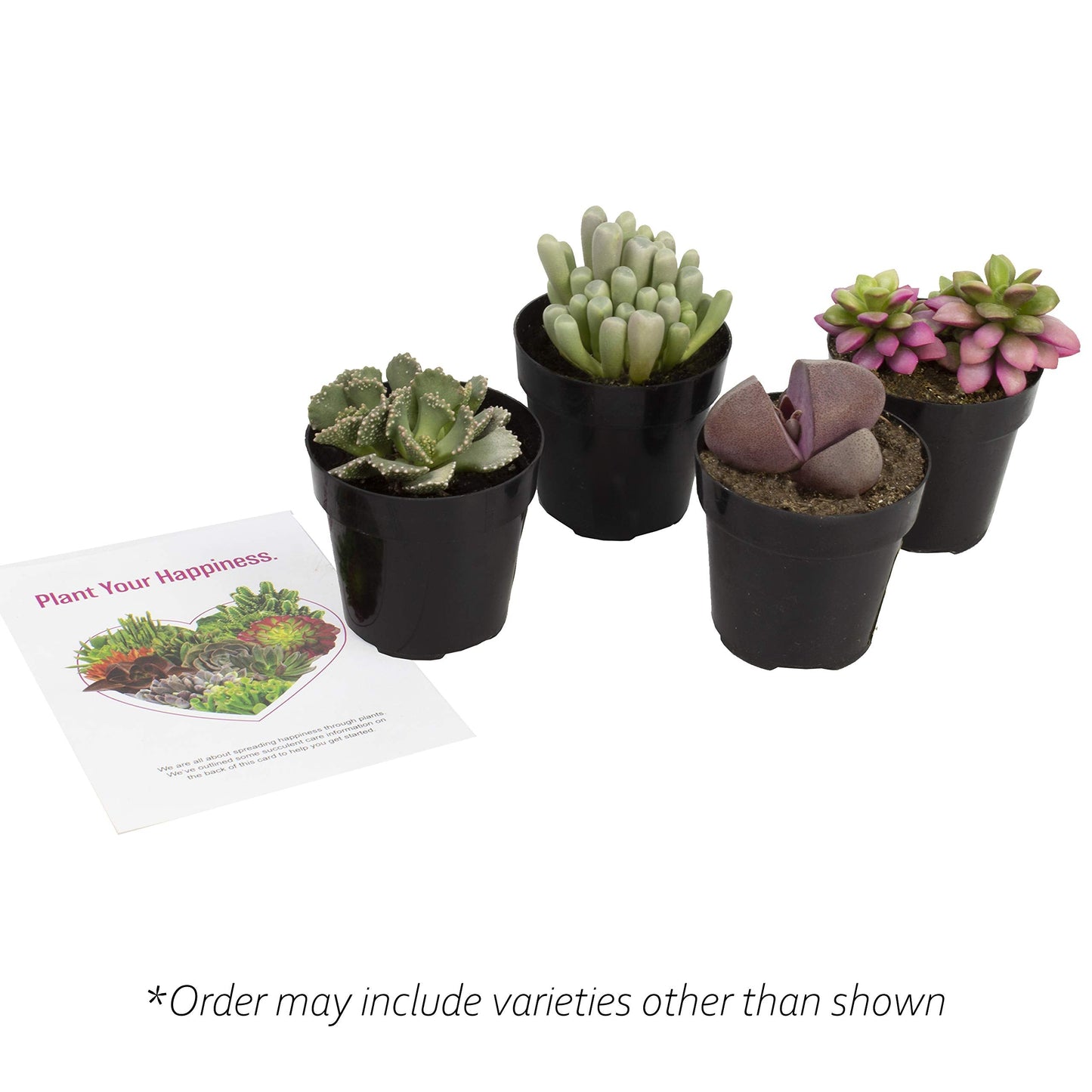 Altman Plants, Mimicry Succulents Plants Live Mini Succulents (4 Pack), Lithops Live Plants Outdoor or Live Indoor Plants, Living Stones Succulent Plants Live Houseplants, Succulent Plant House Plants