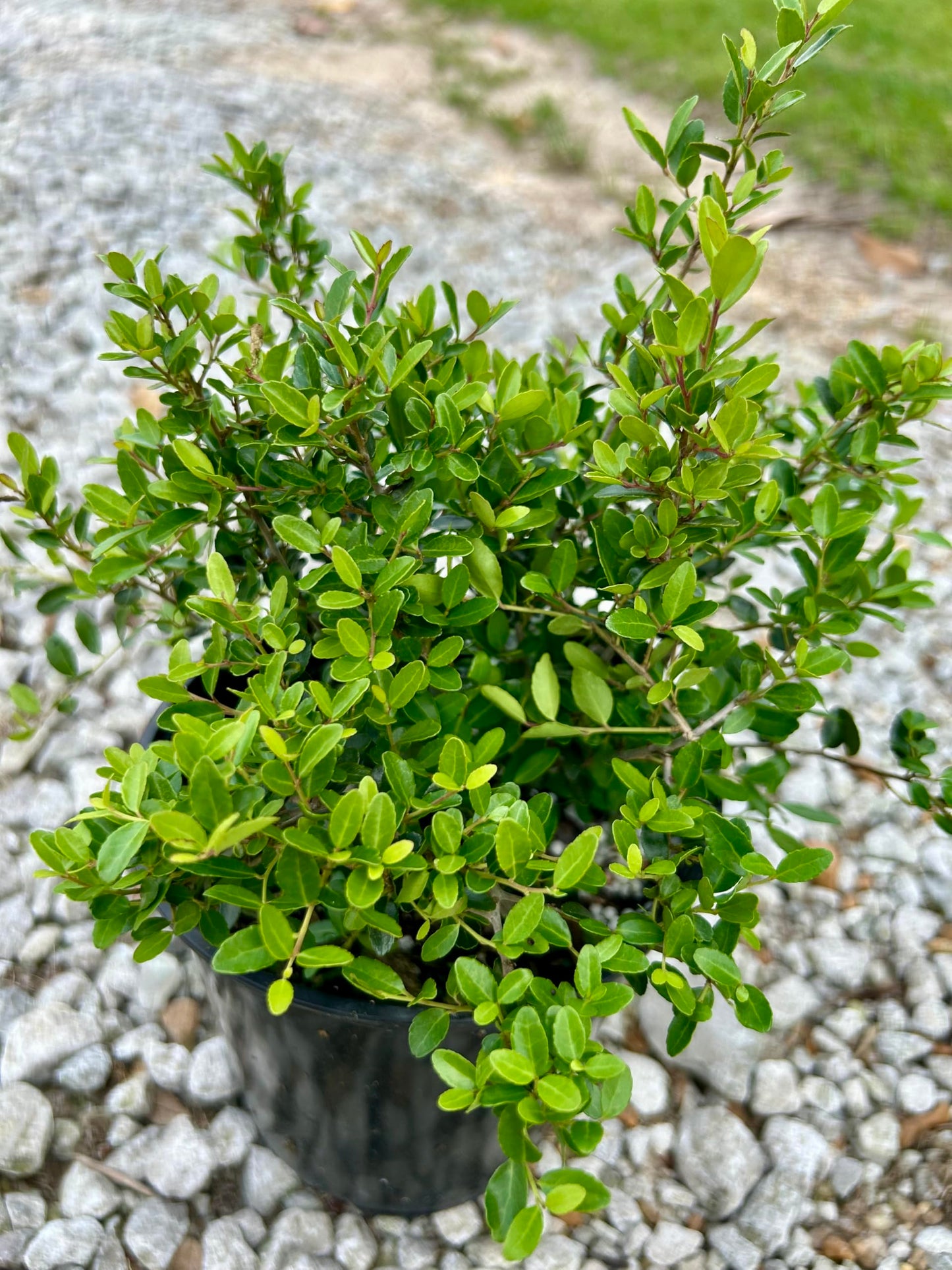 Dwarf Yaupon Holly Shrub, Live Plant, 1 Gallon Container Size, Evergreen Ornamental Bush