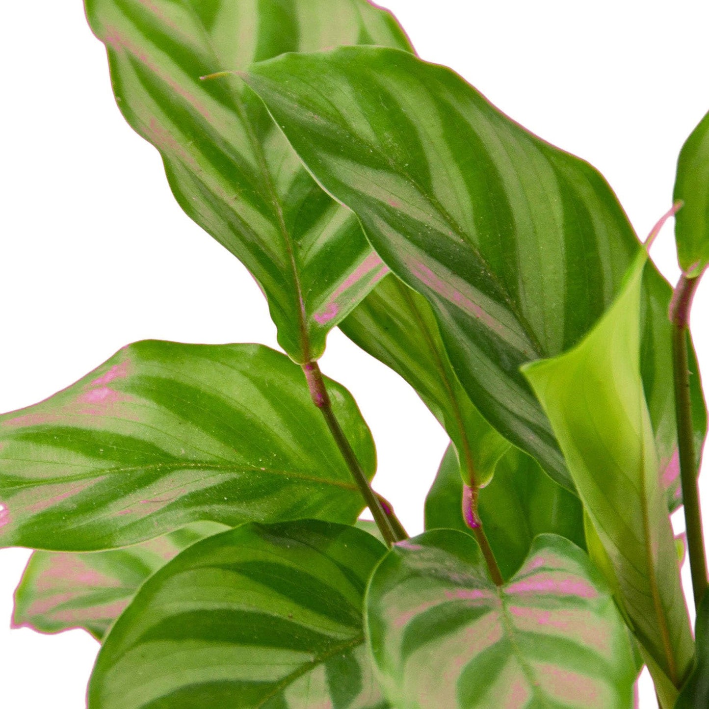 2 Pack Calathea Concinna 'Freddie' in 4in Pot - Live Tropical Houseplant - Easy to Grow | Air Purifying | Pet Friendly | Variegated | USA Growers | The Snobby Leaf