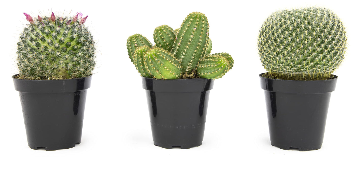 Altman Plants, Assorted Cactus Plants Live Plants (3PK), Cactus Plant Live Succulents Plants Live Cactus Decor, Indoor Plants Live House Plants in Cactus Soil, Live Cacti Plants Live Succulent Plants