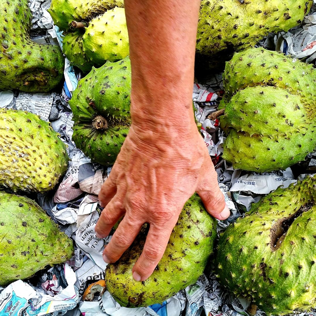 Sweet Giant Soursop Plant Live Tree, 2-3 Feet Tall, Ready to Bear Fruit, No CA, Outdoor Guanabana Annona Muricata Plants for Zones 10-11 Planting, 1 Gallon Potted