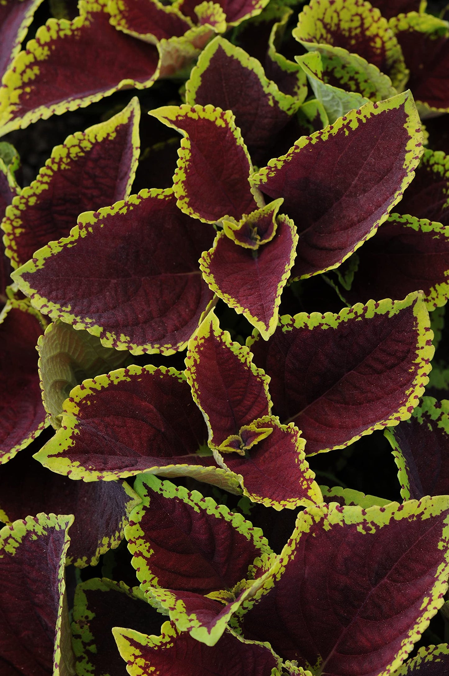 Live Coleus Plant, Shade Loving Outdoor Plants for Spring, Easy to Grow, Real Tender Perennial or Annual, Fast Growing, Great for Garden Containers, Unique Foliage