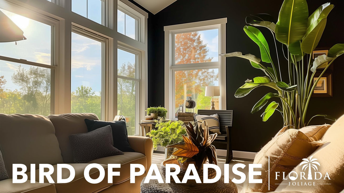 Orange Bird of Paradise | 1 Large Trade Gallon Size Pot | Strelitzia Reginae | Exotic Tropical Plants for Home and Garden | Lush Foliage Accent