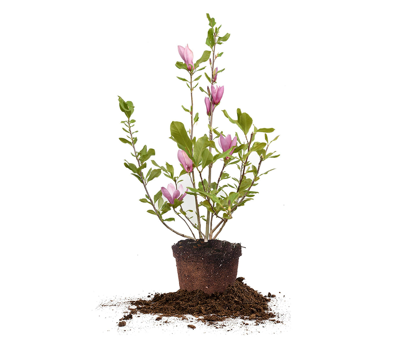 Perfect Plants Jane Magnolia Live Plant, 3 Gallon, Includes Care Guide