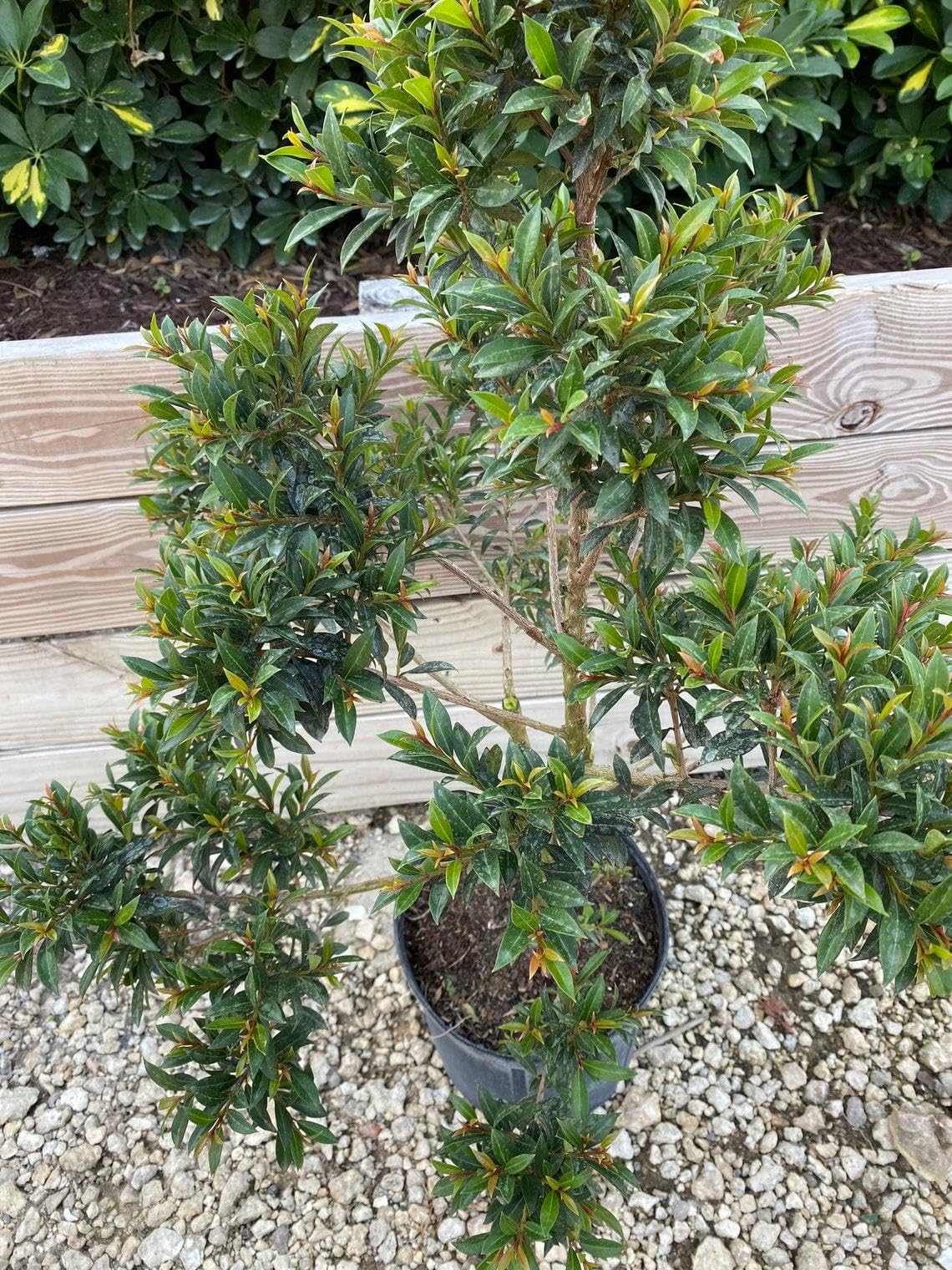 RedCrocus - RedCrocus Dwarf Brush Cherry Eugenia myrtifolia 'Globulus' Pom Pom - Compact Evergreen Shrub for Hedges & Containers 14" Pot