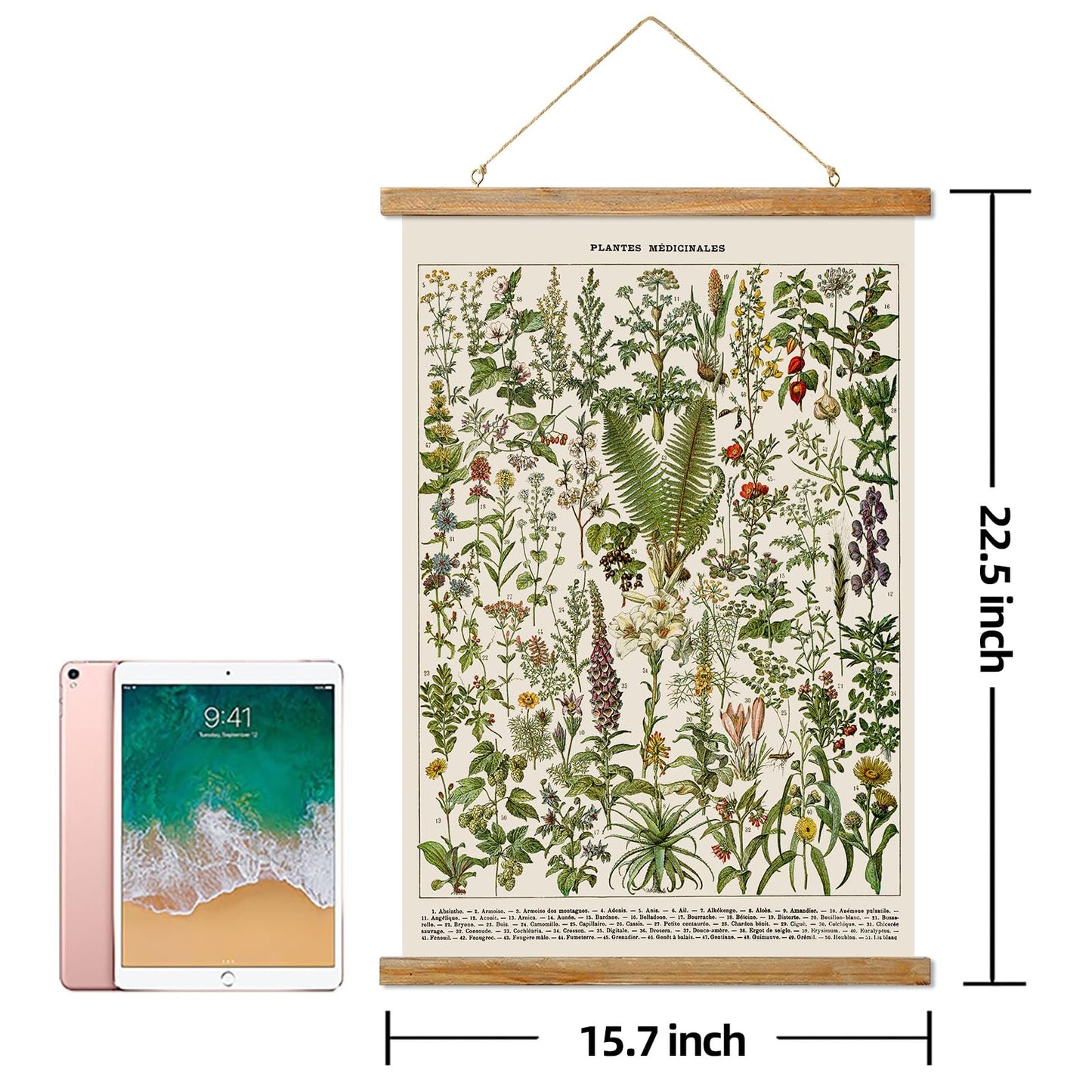 Ovfovy Vintage Botanical Fern Varieties Poster, Retro Style Art Prints with Wood Frames, for Schools, Homes, Ready to Hang