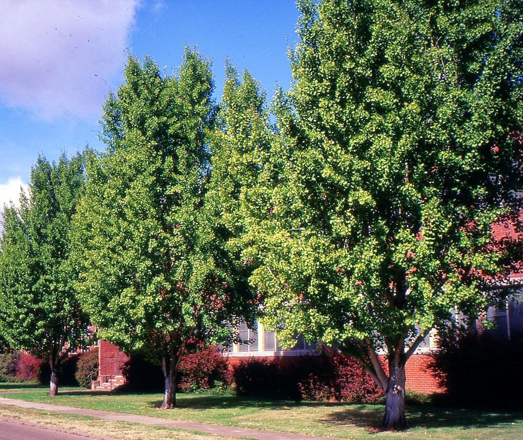TomorrowSeeds - Ginkgo Biloba Tree Seeds - 5+ Count - for 2026 Planting Maidenhair Tree Fossil Silver Apricot Ginkyo Nut Fruit Drupe Cashew Perennial Trees Perennial Grow Your Own Home Farm Patio
