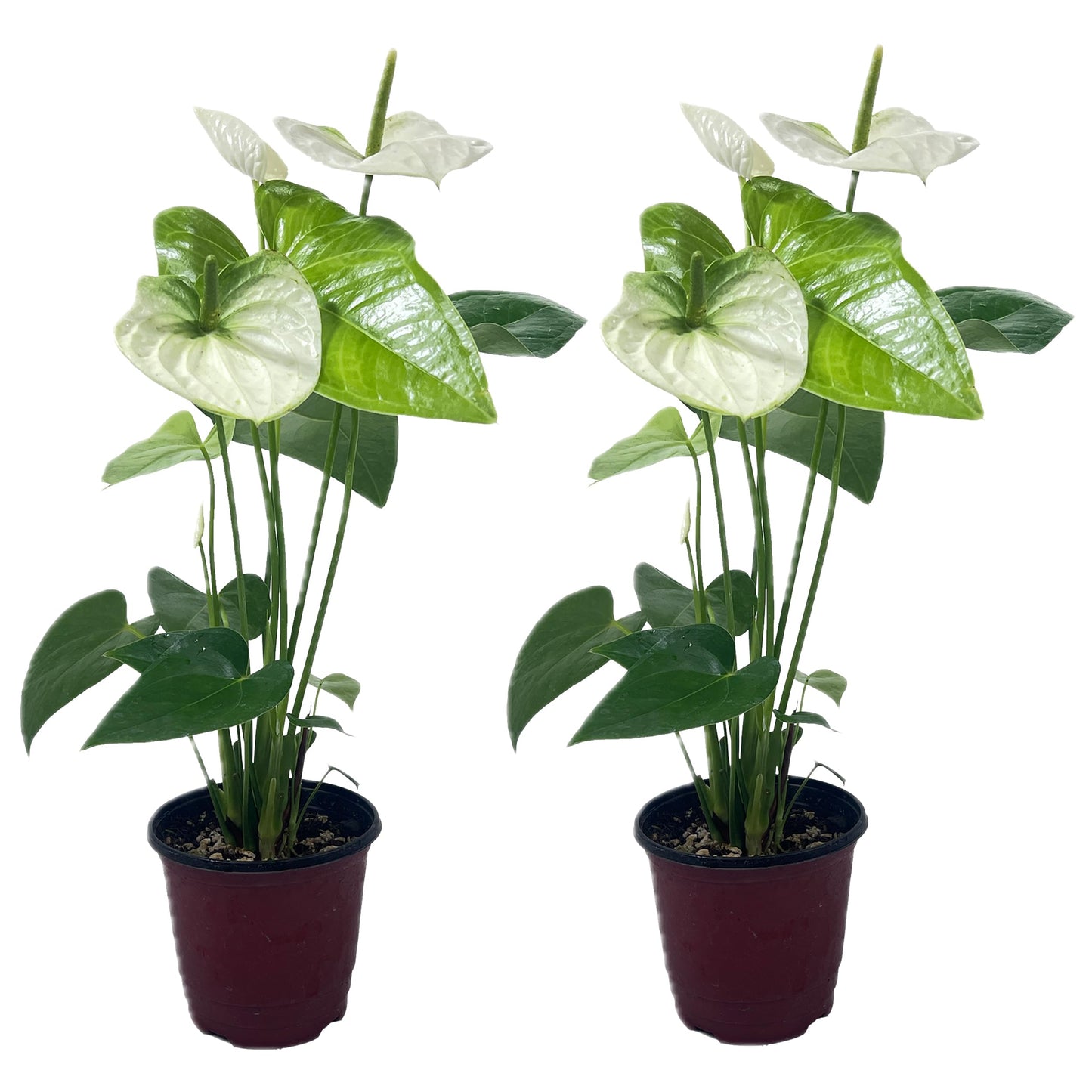 LEAL PLANTS ECUADOR Anthurium Andraeanum White Green Live Plant (Pack of 2) Easy Care, Air-Purifying Indoor Plant for Wellness & Home Decor, Office Desk, Unique Sustainable Gift
