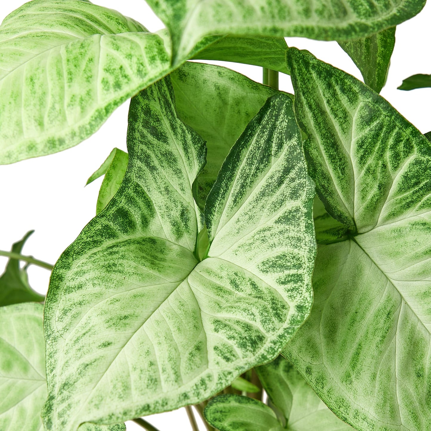 Syngonium White Butterfly | Live Plant for Indoor & Outdoor | for Living Room, Office, Bathroom | (6" Pot)