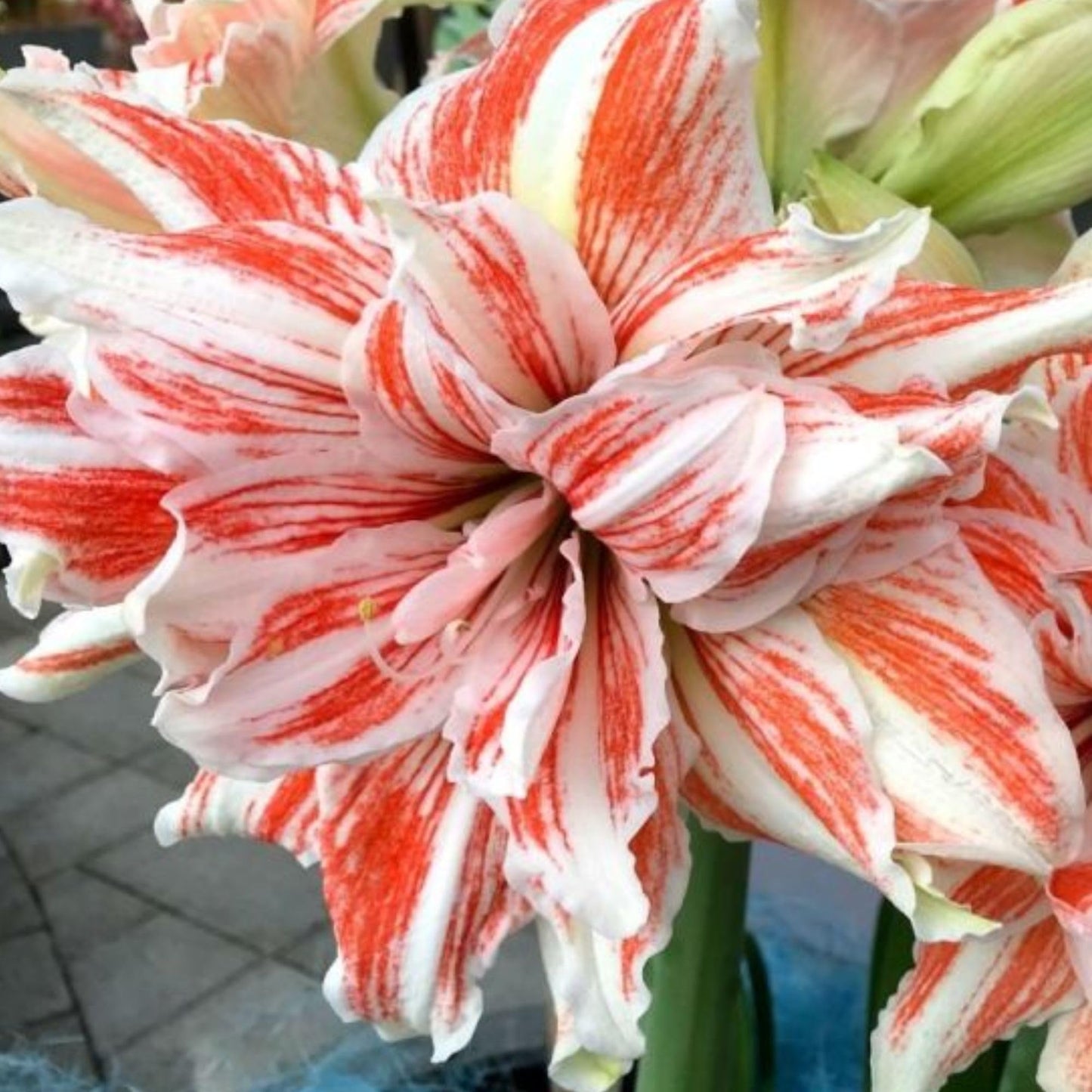 Amaryllis ‘Dancing Queen’ Bulb – Striking Double Red and White Blooms | Premium Outdoor Hippeastrum Variety, Easy-to-Grow Perennial Flower Bulb for Vibrant Summer and Garden Color Displays
