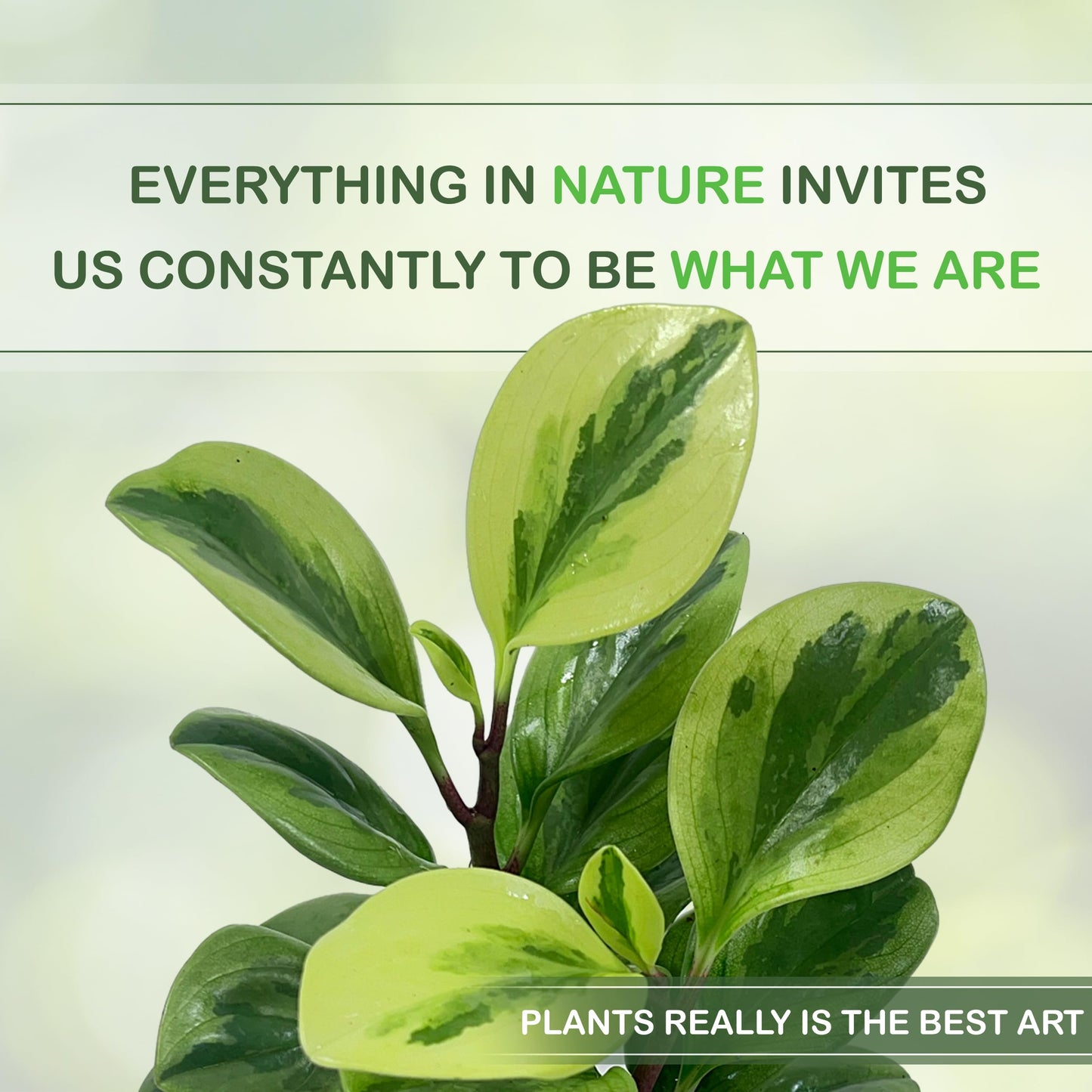 LEAL PLANTS ECUADOR Peperomia Obtusifolia (Pack of 2) Live Indoor Plant, Low Maintenance Compact Houseplant, Natural Air Purifier, Perfect for Home Decor, Unique Gift for Plant Lovers