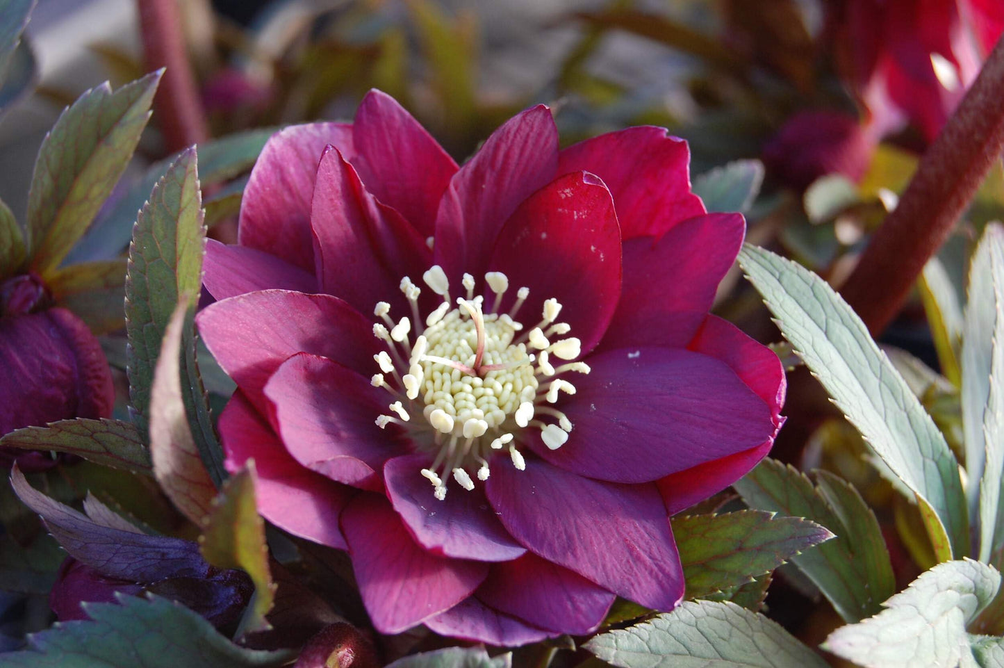 Perennial Farm Helleborus Winter Jewels ‘Red Sapphire’ – Live Lenten Rose in 1 Quart, Deep Red Blooms, Early Spring Color, Shade Loving, Deer Resistant, Ideal for Borders & Woodland Gardens