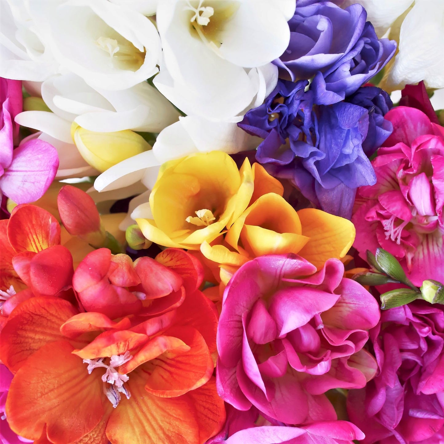 Easy to Grow Freesia Double Mix Pack of 15 Flower Bulbs - Spring Fragrant Assorted Blooms in Sun, Great for Cutting