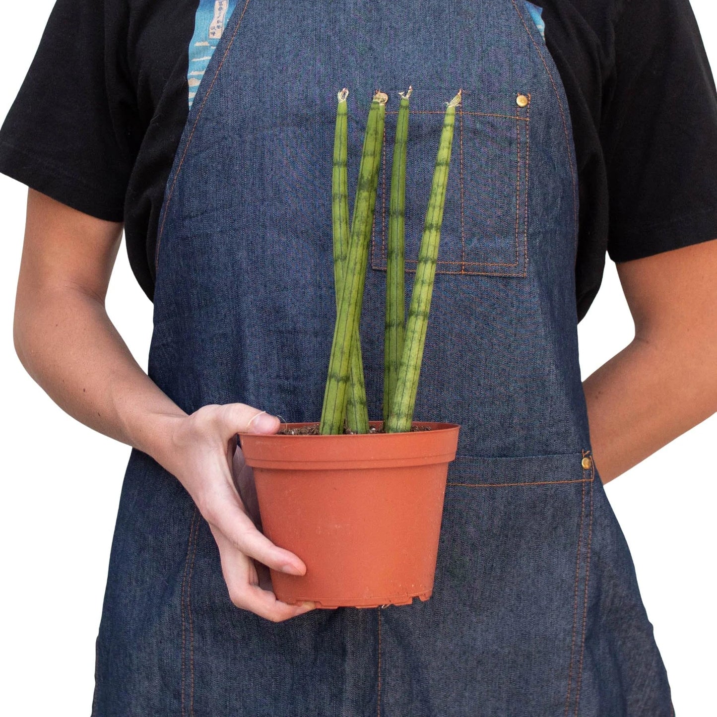 7 Pack Snake Plant Cylindrica in 4in Pot - Live Plants Tropical Houseplants | Variegated | USA Growers | The Snobby Leaf