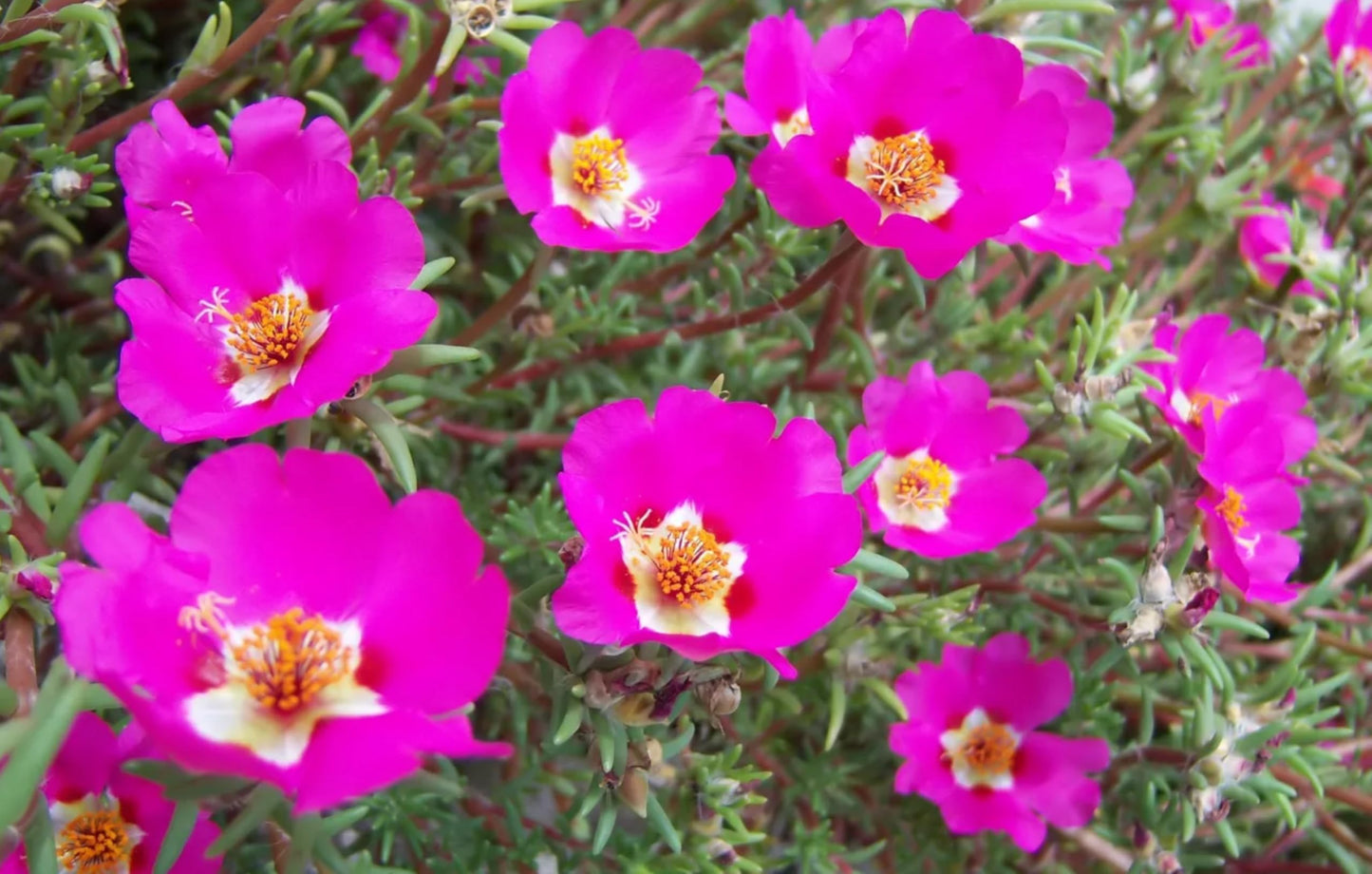 Purslane Hot Pink Plants | 3 Live Seedlings | Portulaca grandiflora | Bright Pink Succulent Flowers | Spreading Ground Cover for Sunny Spaces