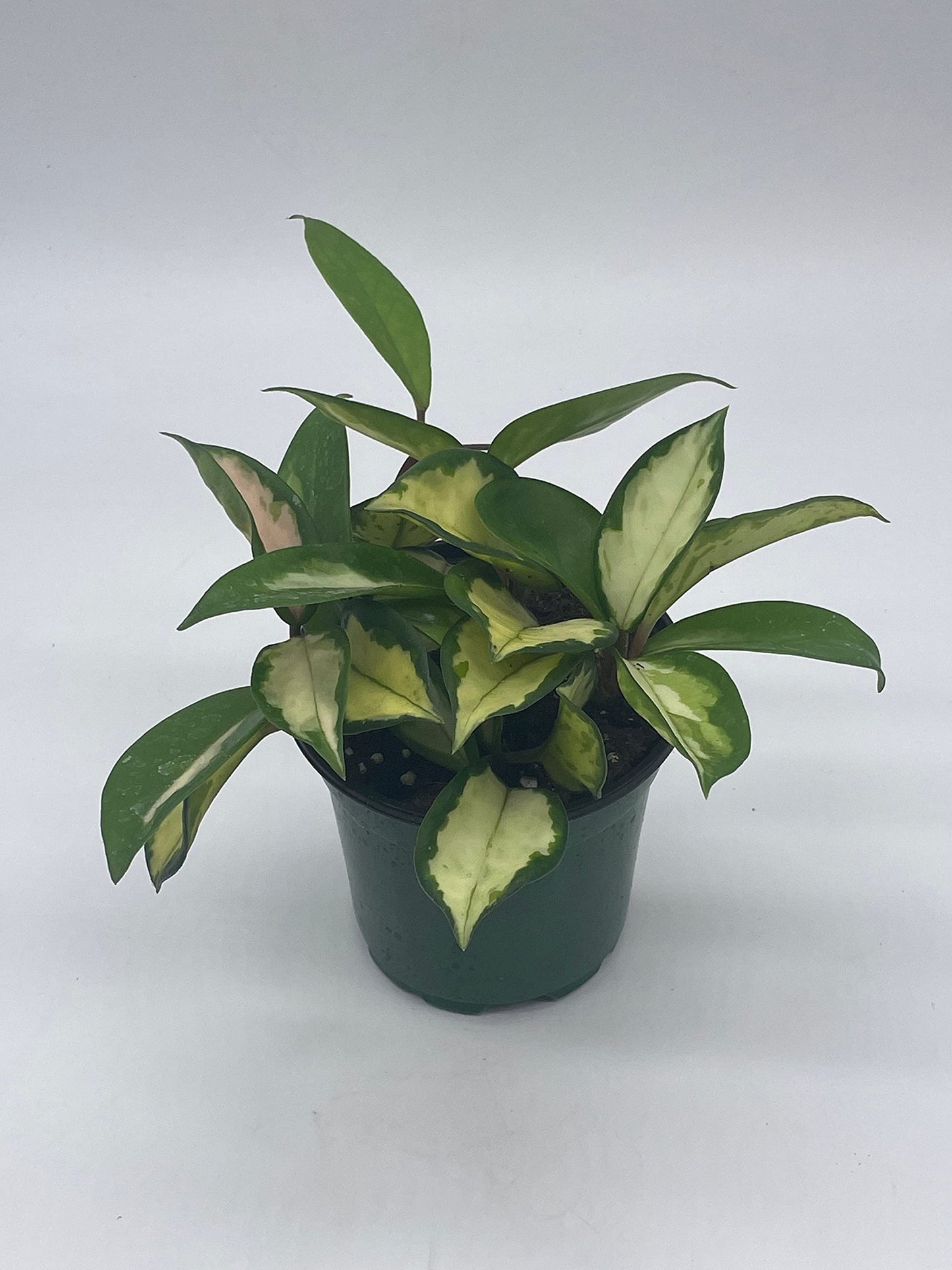 BubbleBlooms Variegated Hoya Exotica, Krimson Princess, Tricolor Crimson, Very Rare Limited Live Plant, in 4 inch Pot