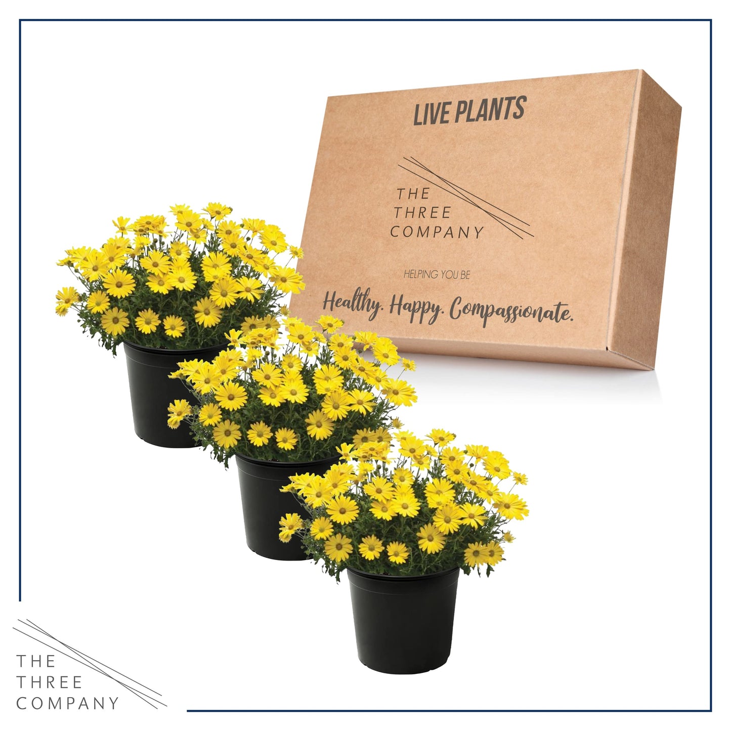 Live Flowering Osteospermum Plant - Yellow (3 Plants Per Pack) - Beautiful African Daisies - Early Spring Color - 12" Tall by 5" Wide in 1 Qt Pot