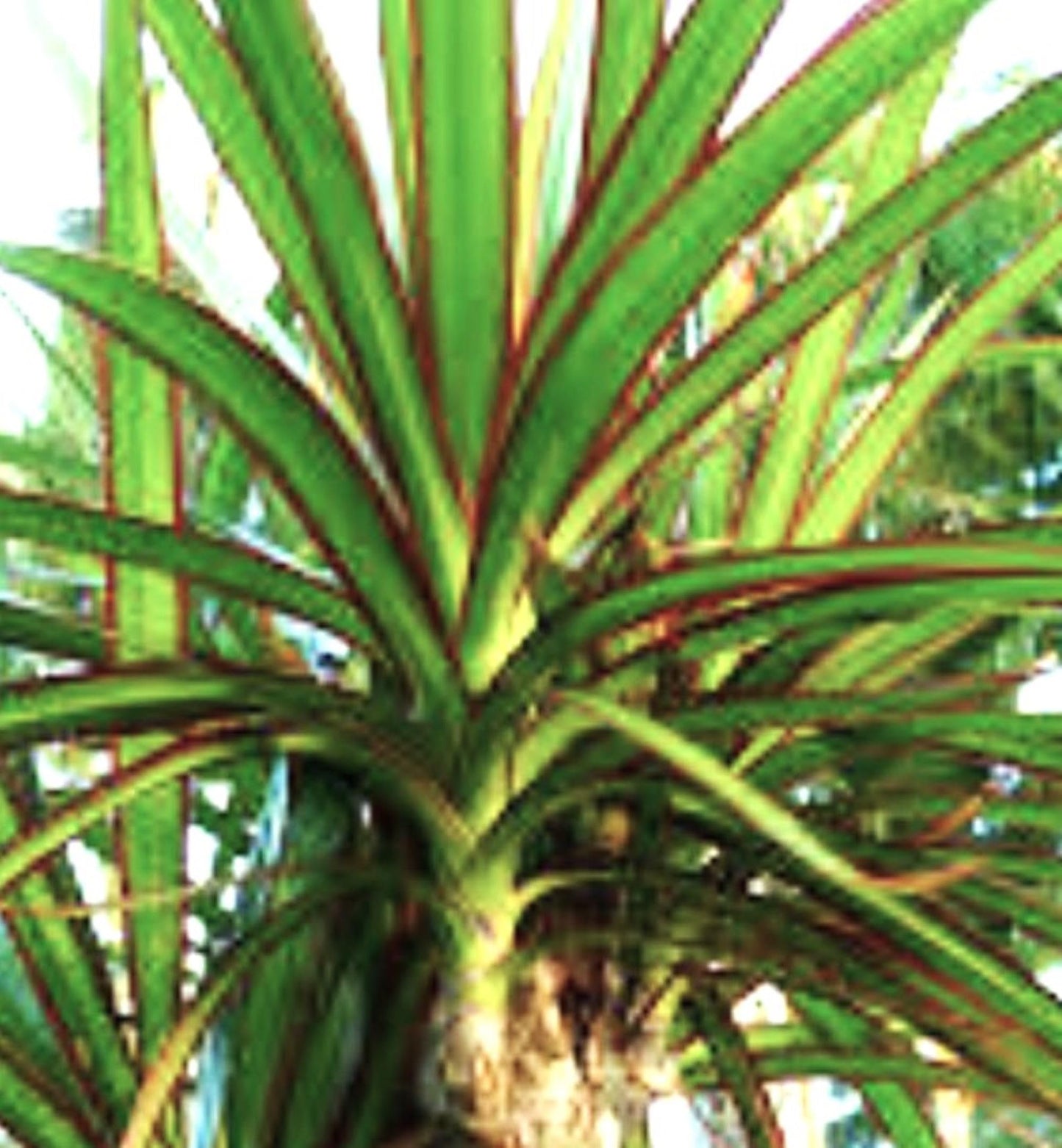 Madagascar Dragon Tree Green/Red Bi‑Color Live 12" Rooted Houseplant – Easy Indoor Air‑Purifying