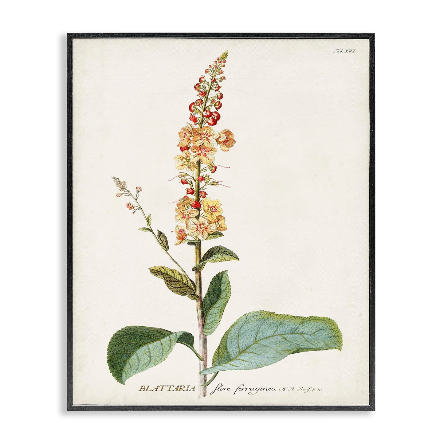 Stupell Industries 'Scientific Botanical Plant', Framed Giclee Art, Black, 11 x 14 Inches, Easy to Hang and Sturdy, Made in USA, by Unknown Artist