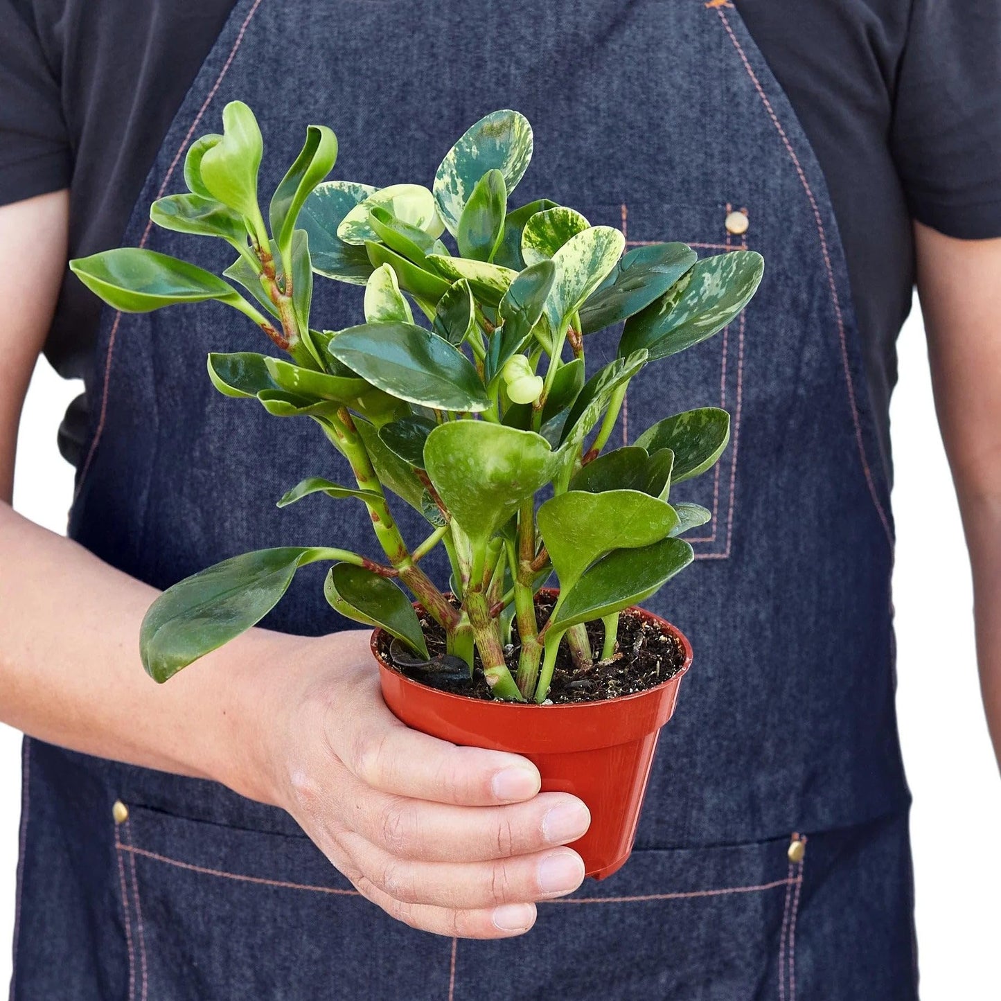 Peperomia Marble | Live Plant for Indoor & Outdoor | for Living Room, Office, Bathroom | (4" Pot)