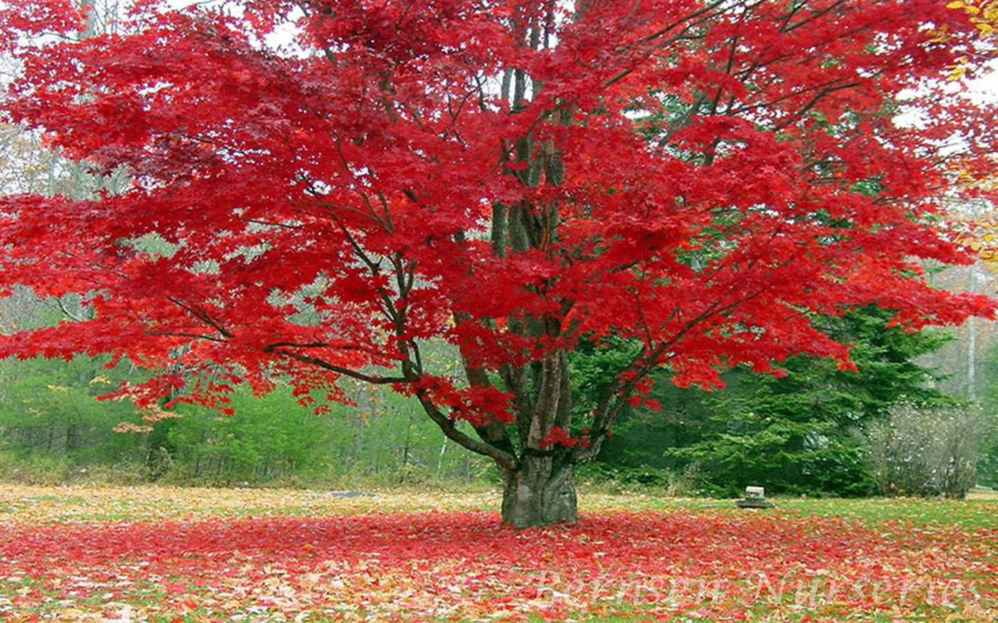 Red Maple Tree - 10-16" Tall Live Plant - Quart Pot - Fast Growing Shade Tree Seedling - Acer rubrum