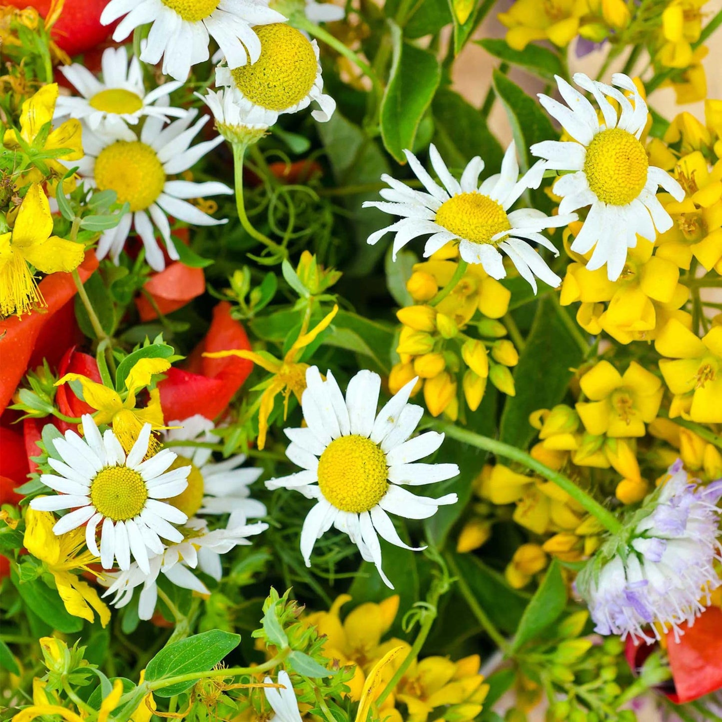 Dry Land Wildflower Mix 1 Lb Seeds – Annual & Perennial Blend – Drought & Heat Tolerant – 19 Varieties – Full Sun – Dryland – Non-GMO – Bulk Wildflower Seed for Arid Zones, Pollinators, & Cut Gardens