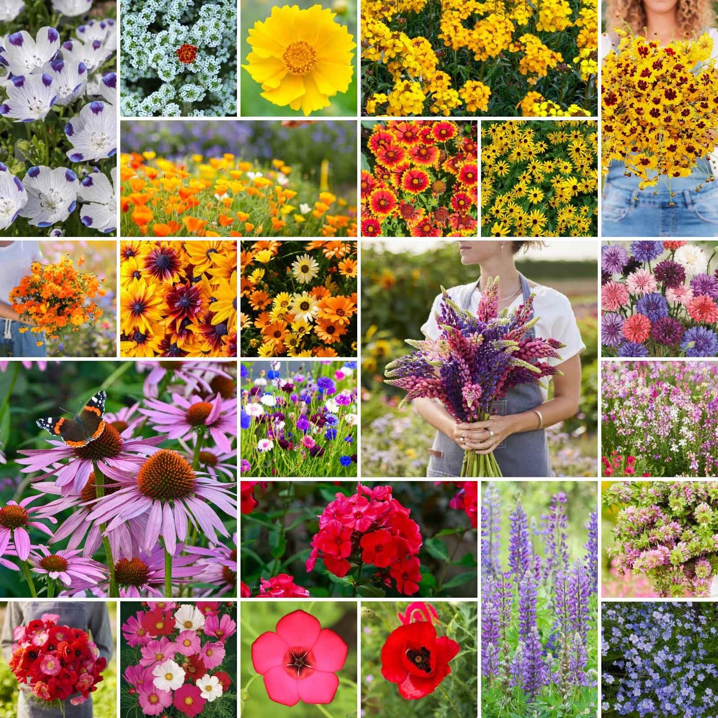 Eden Brothers Southeast Wildflower Mixed Seeds for Planting, 1/4 lb, 120,000+ Seeds with Cornflower, Blanket Flower | Attracts Pollinators, Plant in Spring or Fall, Zones 3, 4, 5, 6, 7, 8, 9, 10