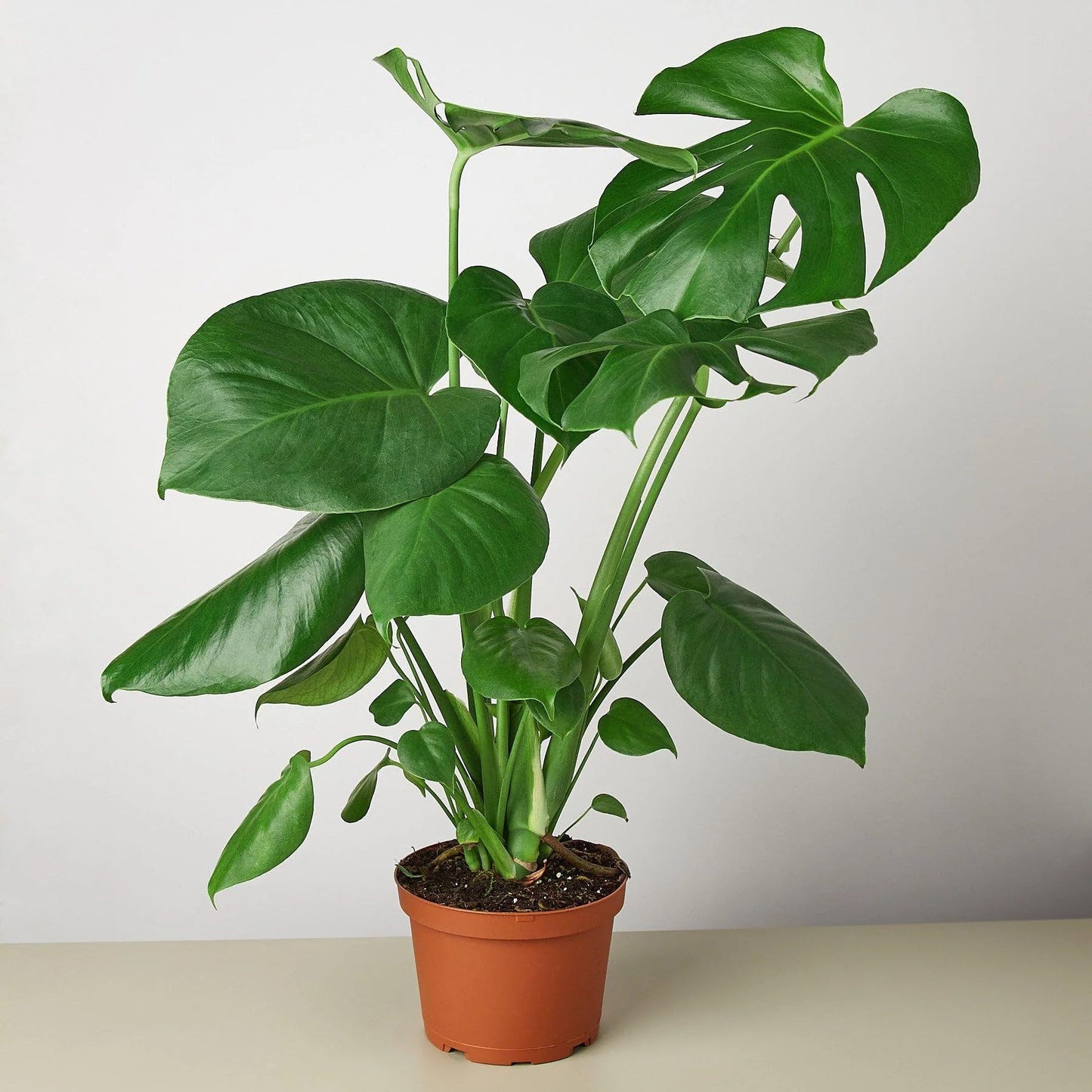 8 Pack Philodendron Monstera Split-Leaf in 4in Pot - Live Plants Tropical Houseplants | Variegated | USA Growers | The Snobby Leaf