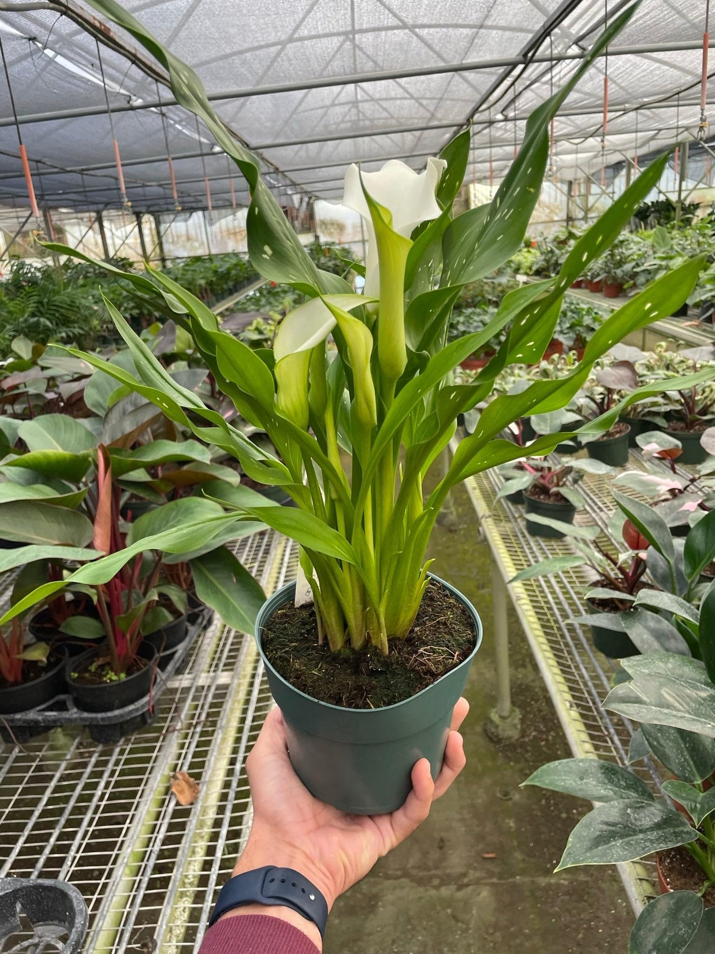 Calla Lily White | Live Plant for Indoor & Outdoor | for Living Room, Office, Bathroom | (4" Pot)