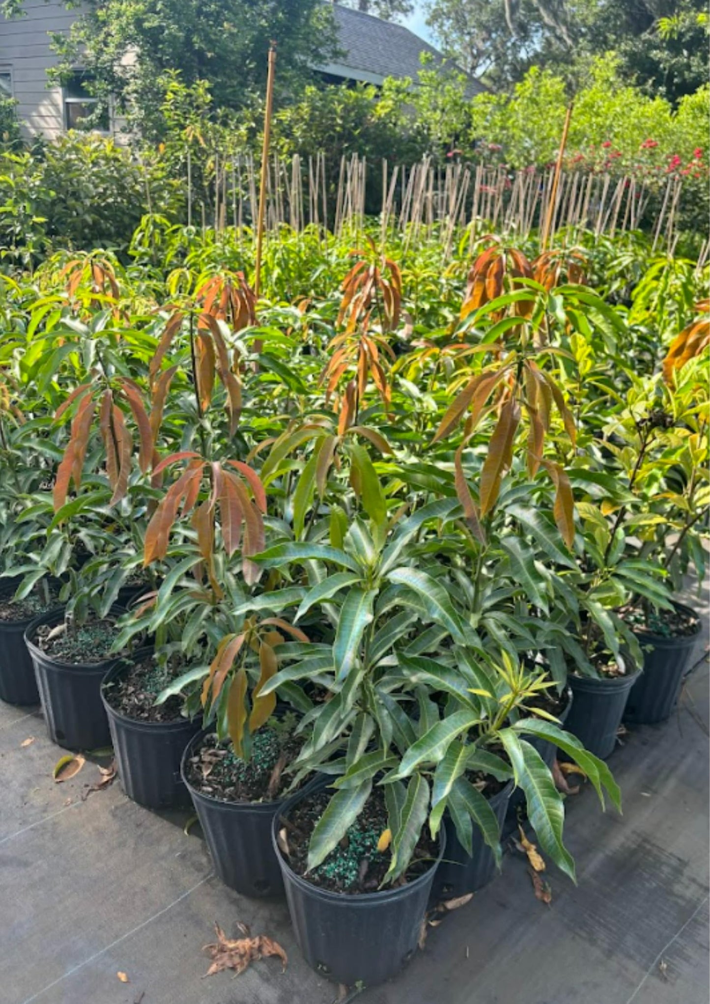 No CA, Valencia Pride Mango Plant Tree Live, Mango Trees Plant Grafted, 2 to 3 Ft in Height in 3 Gallon Pot, Grafted Mango Trees Live Plants for Planting