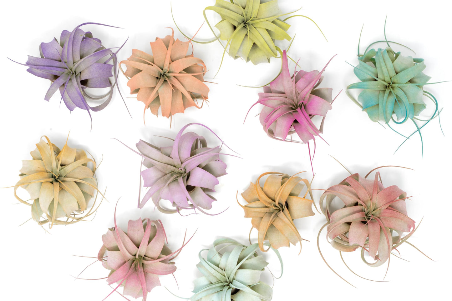 Colorful Mini Tillandsia Xerographica Air Plants in Custom Vibrant Tones - (Hawaiian Sunset, Pack of 3)