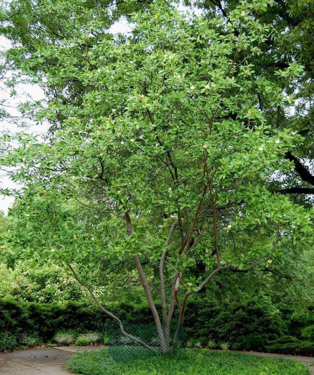 Live Plant - Sweetbay Magnolia Tree - 10-18" Tall Live Plant, Quart Pot - Magnolia virginiana