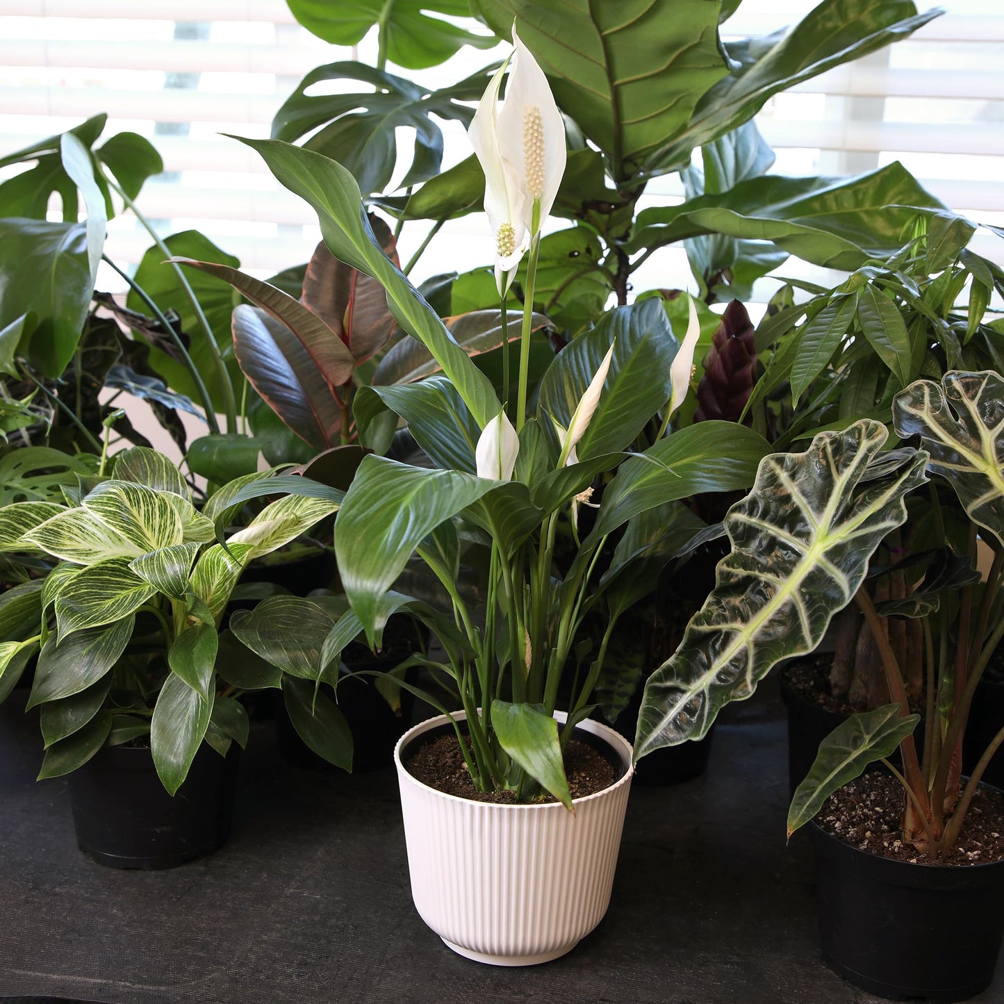 Altman Plants Peace Lily Plant Decor with 6 Inch White Plant Pot, Easy to Grow House Plant, Desk Plant & Office Plant, Easy Plant Gift, Air Purifying Plants Grow in Indoor Plant Potting Soil Mix