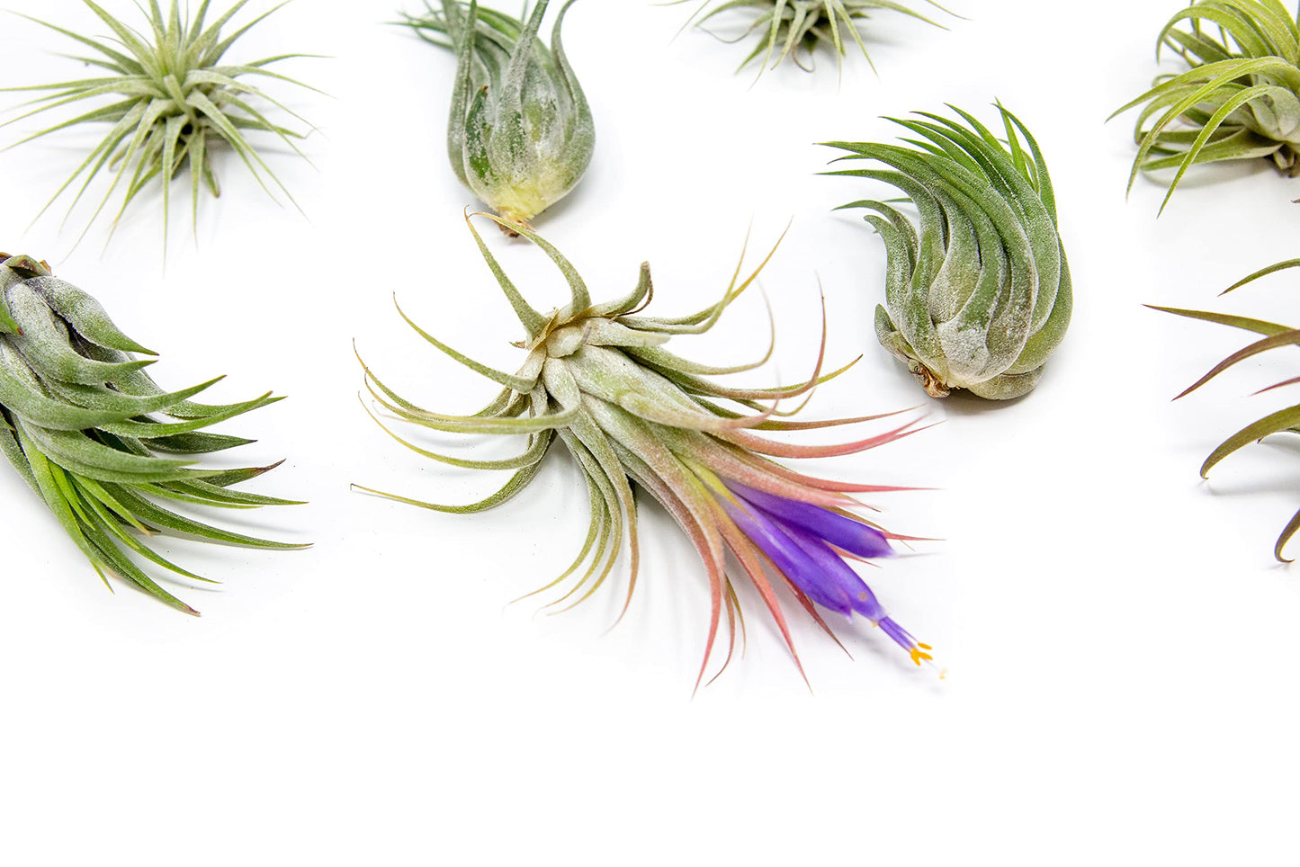 24 Pack Air Plants Assorted Tillandsia Ionantha - Live Succulent House Plants - Available in Wholesale and Bulk - Home and Garden Decor - Easy Care Indoor and Outdoor Plants