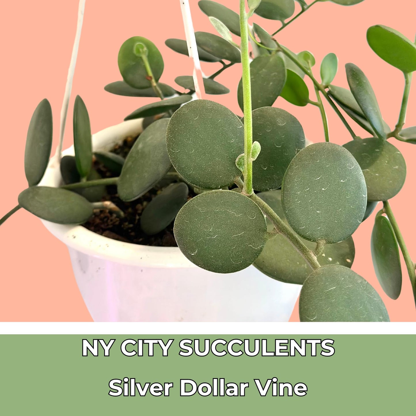 4.5 Inch Silver Dollar Vine Plant - Trailing Succulent Hanging Plants Live - String of Nickels - Fully Rooted Houseplant for Home Office Decorations & Birthday Gift(Heat Pack Included)