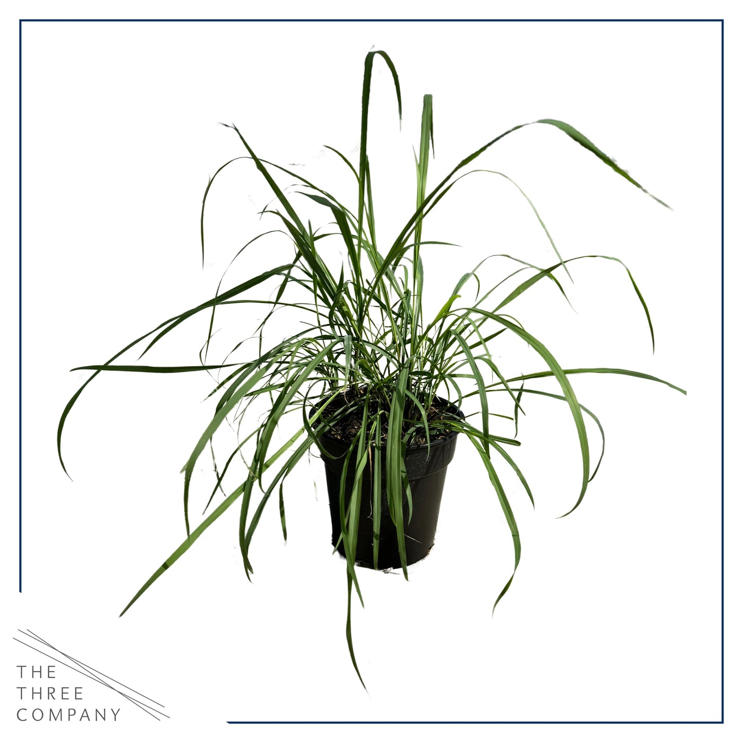 Live Healthy Lemongrass (2 Plants Per Pack) - Wards Off Pests - Natural Mosquito Repellant - Healthy and Fragrant - 10" Tall by 5" Wide in 1.5 Quart Pot