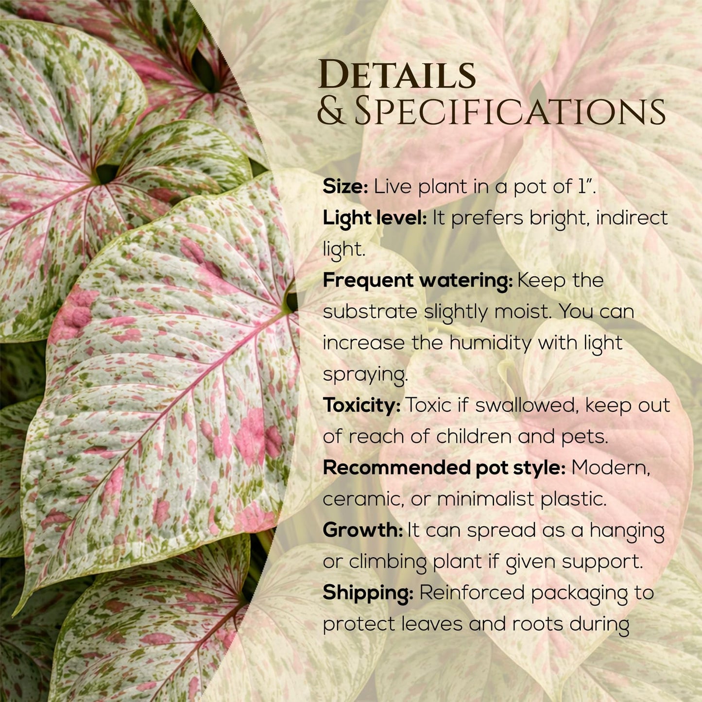 Syngonium Confetti Plant (4 Pack) Rare Live Starter Plants, Variegated Arrowhead Vine Houseplants, Easy Care Indoor Tropical Plants Live, Pink Foliage Houseplants