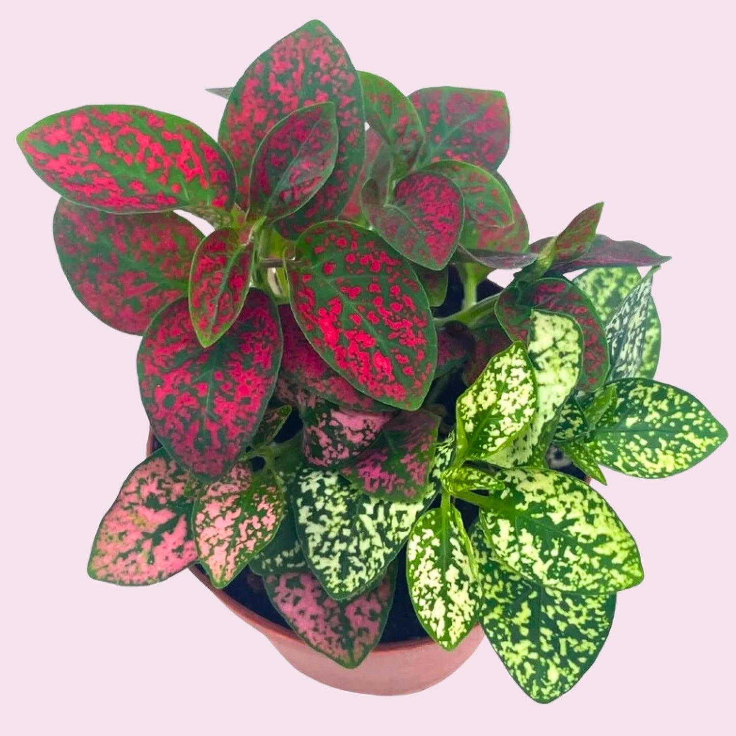 Polka-dot-Plant, Hypoestes phyllostachya, Live in a 2 inch Pot Tiny Mini Pixie Plant
