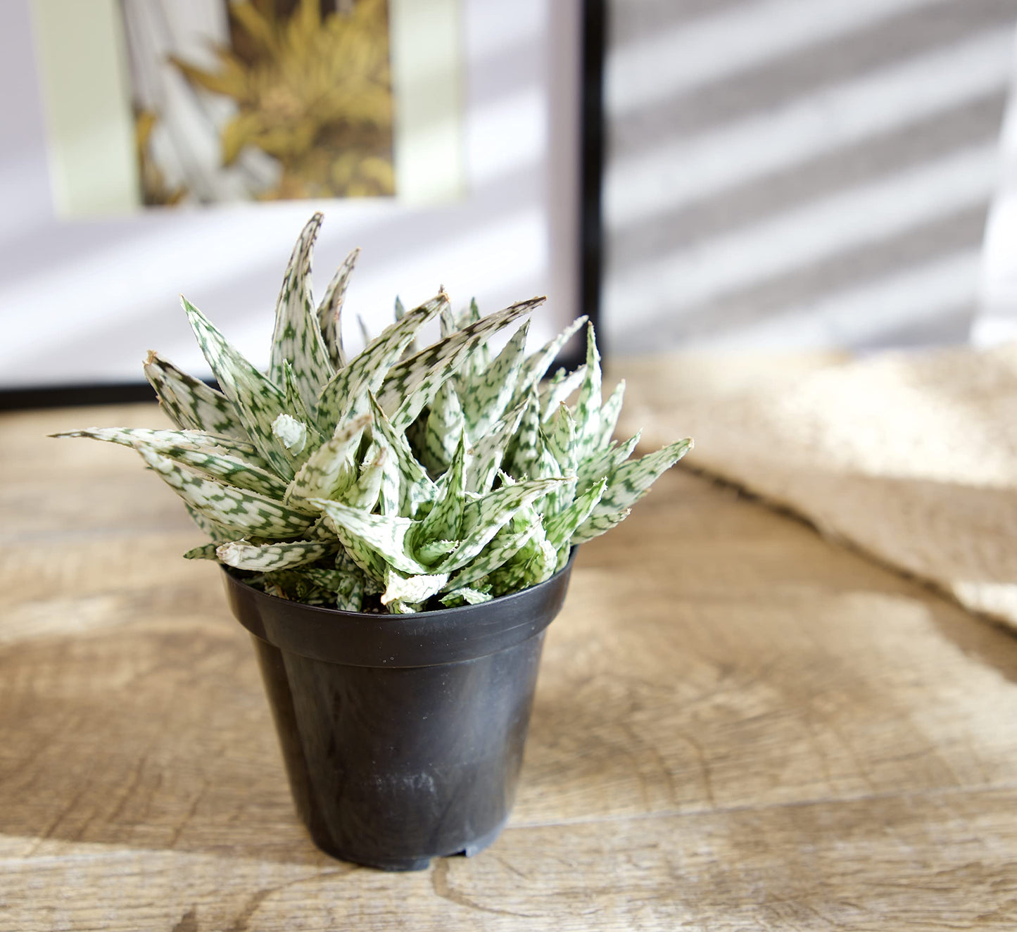 Live Aloe Plant Succulents, Succulents Plants Live in Potting Soil Mix, Potted Succulents Live Plants, Star Aloe Plants Live with Cacti Pots, Cactus Plants Live Succulent Plants by Plants for Pets
