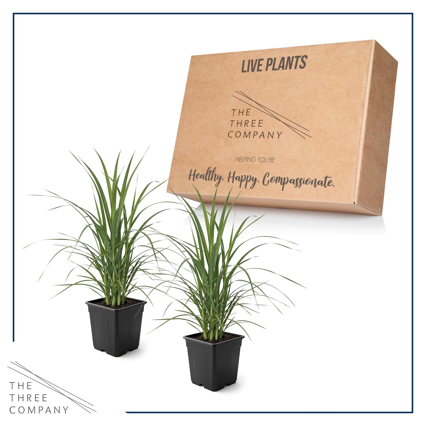Live Ornamental Pampas Grass (Cortaderia selloana) - White (2 Pack) - Perennial Accent Plant - 10" Tall by 5" Wide in 1.5 Qt Pot