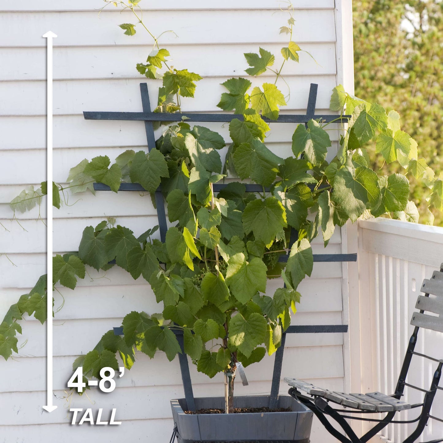 Garden State Bulb Concord Seedless Grape, Bare Root, Non-GMO, Spring Planting (Bag of 2)