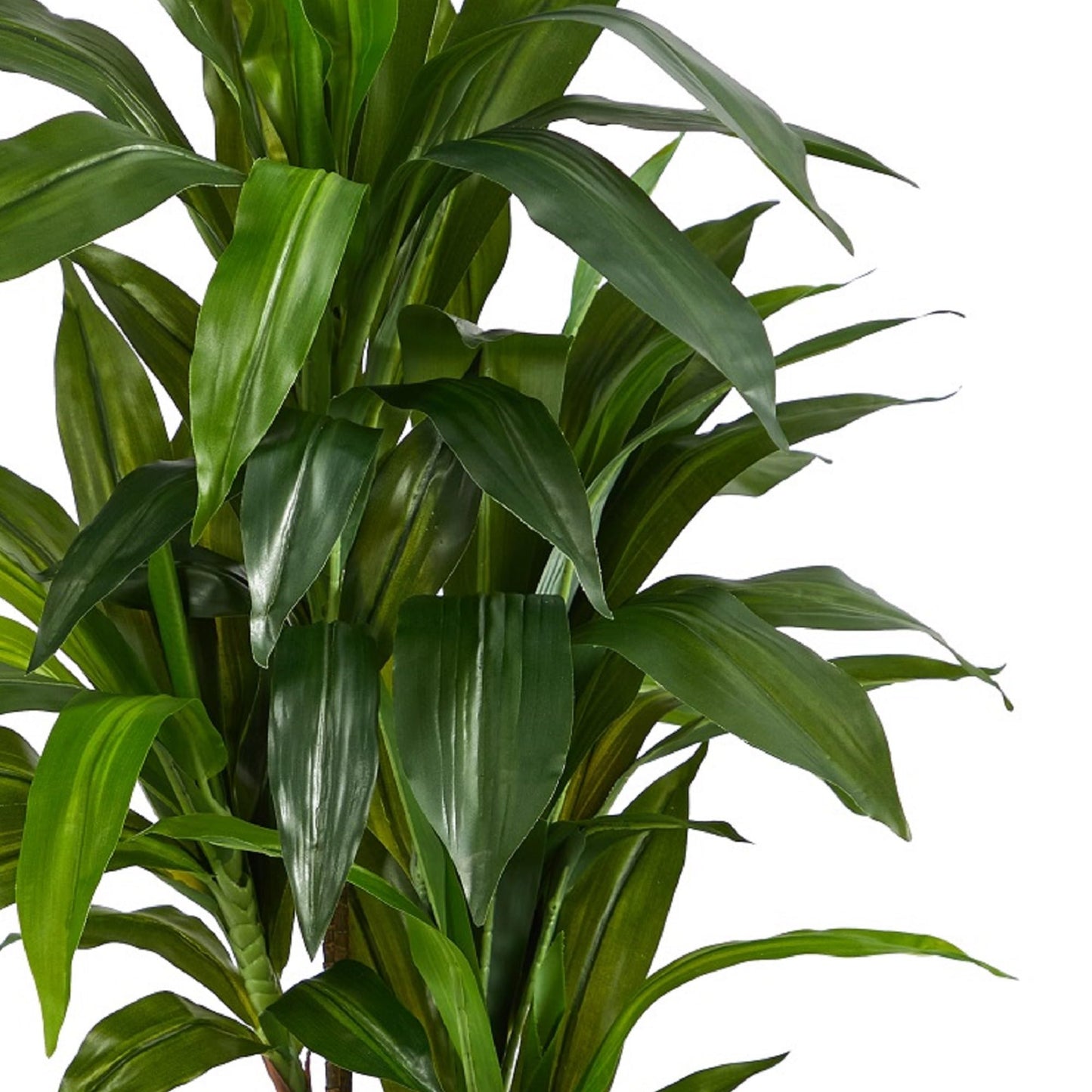 Nearly Natural 48in Artificial Dracaena with Real Touch Leaves and Multi Tonal Trunks, Large Indoor Silk Plant with Pot, Maintenance Free For Living Room And Home Office Decor